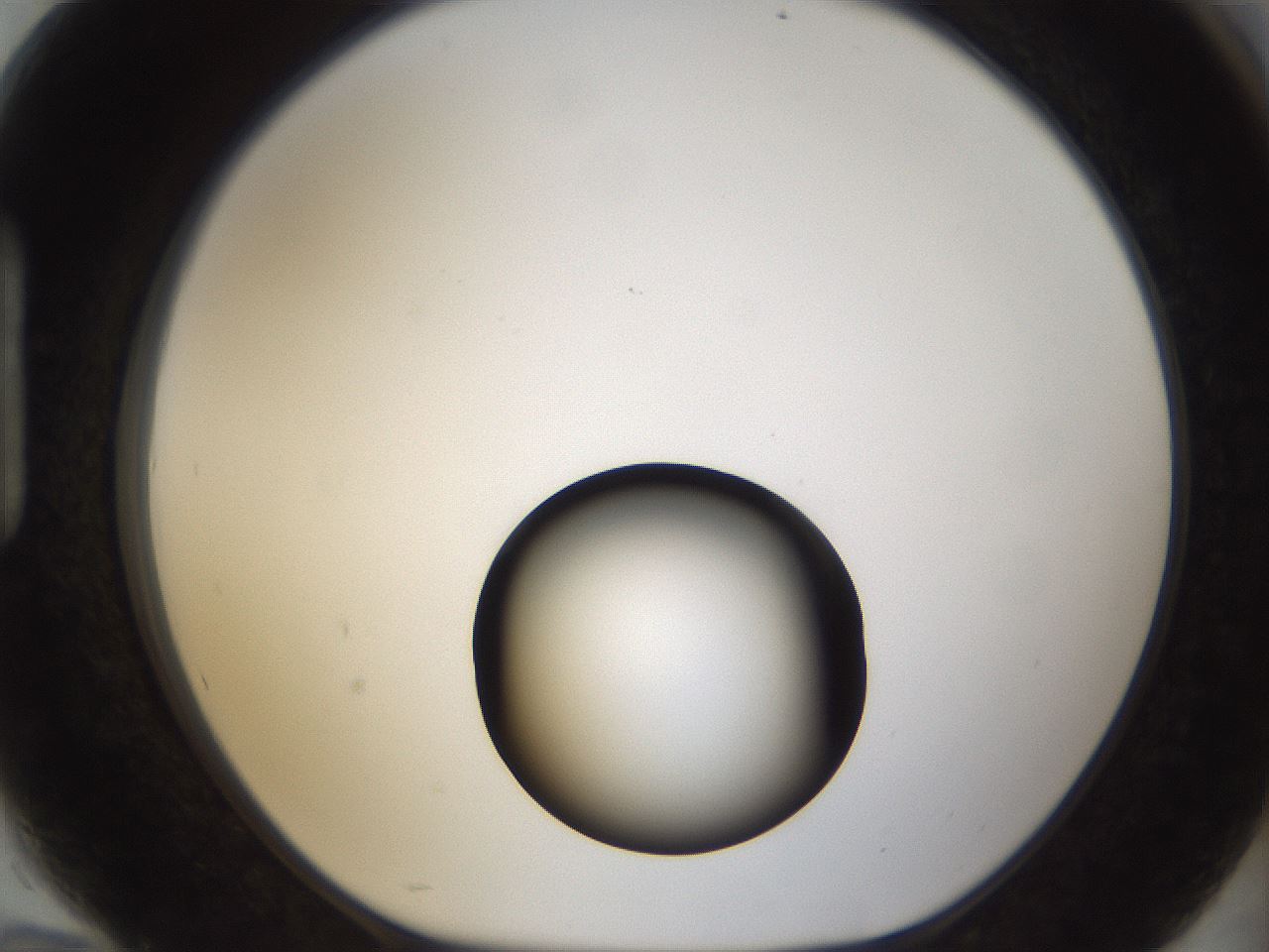 folderID58_plateID1058_batchID2301_wellNum94_profileID1_d1_r47838_ef.jpg