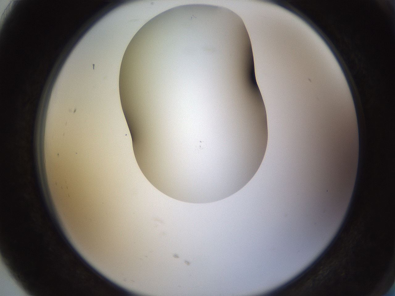 folderID436_plateID1436_batchID5442_wellNum91_profileID1_d2_r89102_ef.jpg