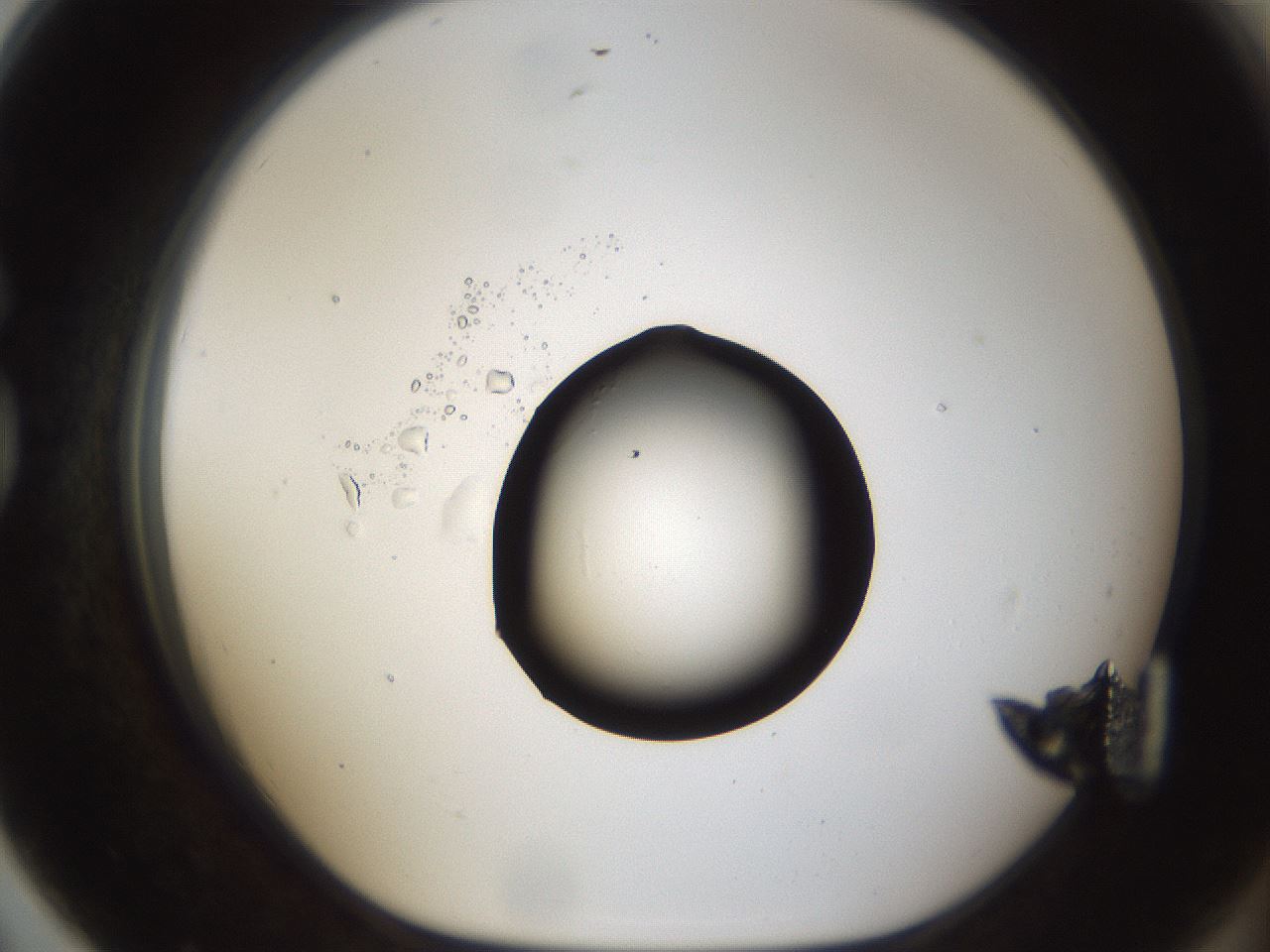 folderID58_plateID1058_batchID2301_wellNum79_profileID1_d1_r47823_ef.jpg