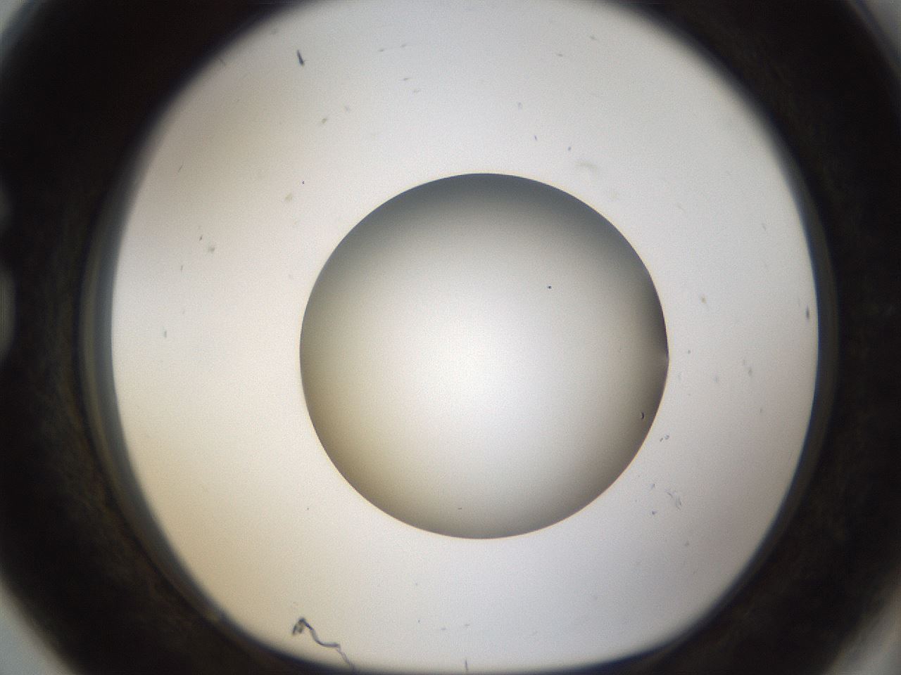 folderID58_plateID1058_batchID2301_wellNum80_profileID1_d1_r47824_ef.jpg