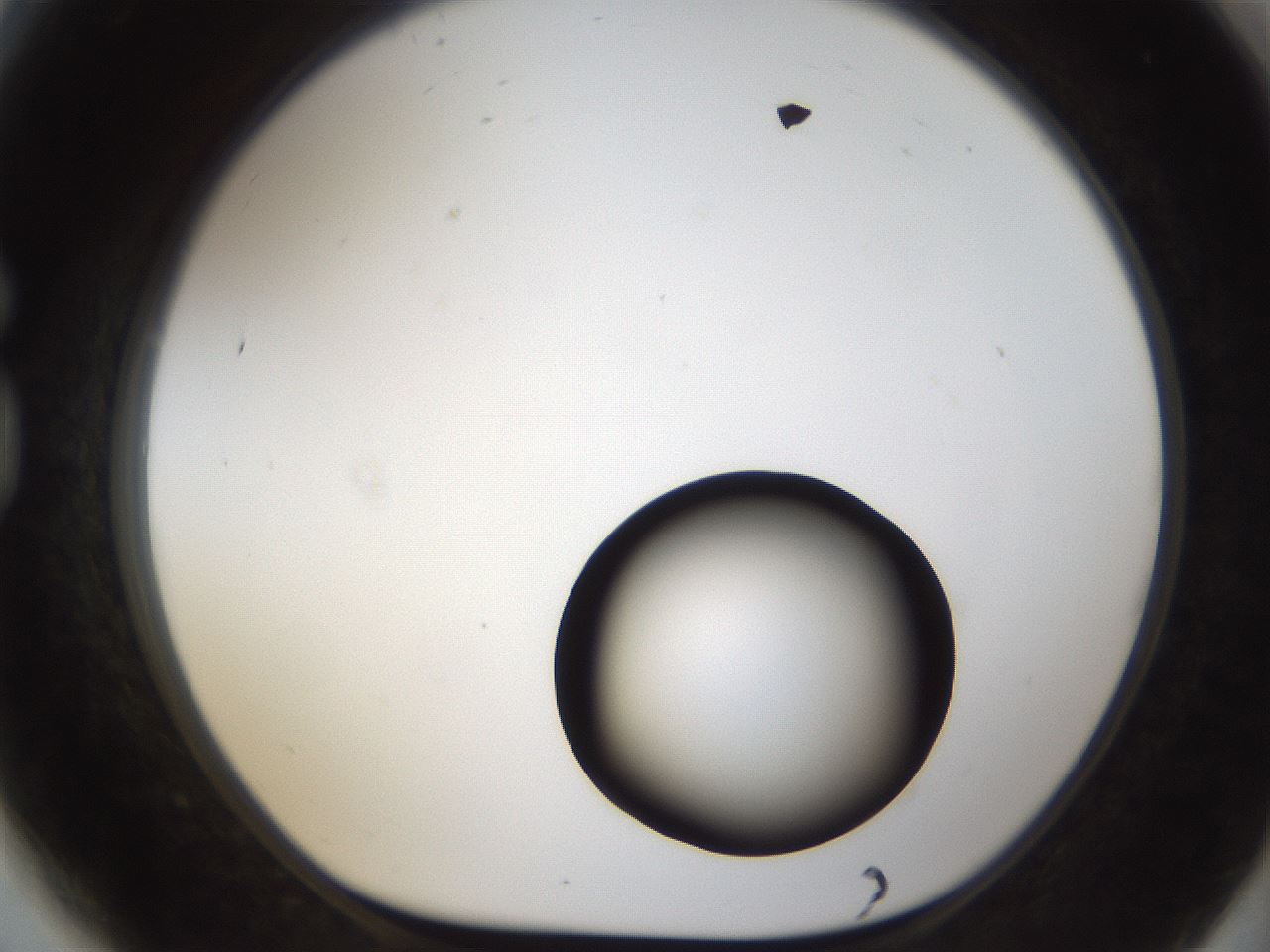 folderID58_plateID1058_batchID2301_wellNum81_profileID1_d1_r47825_ef.jpg
