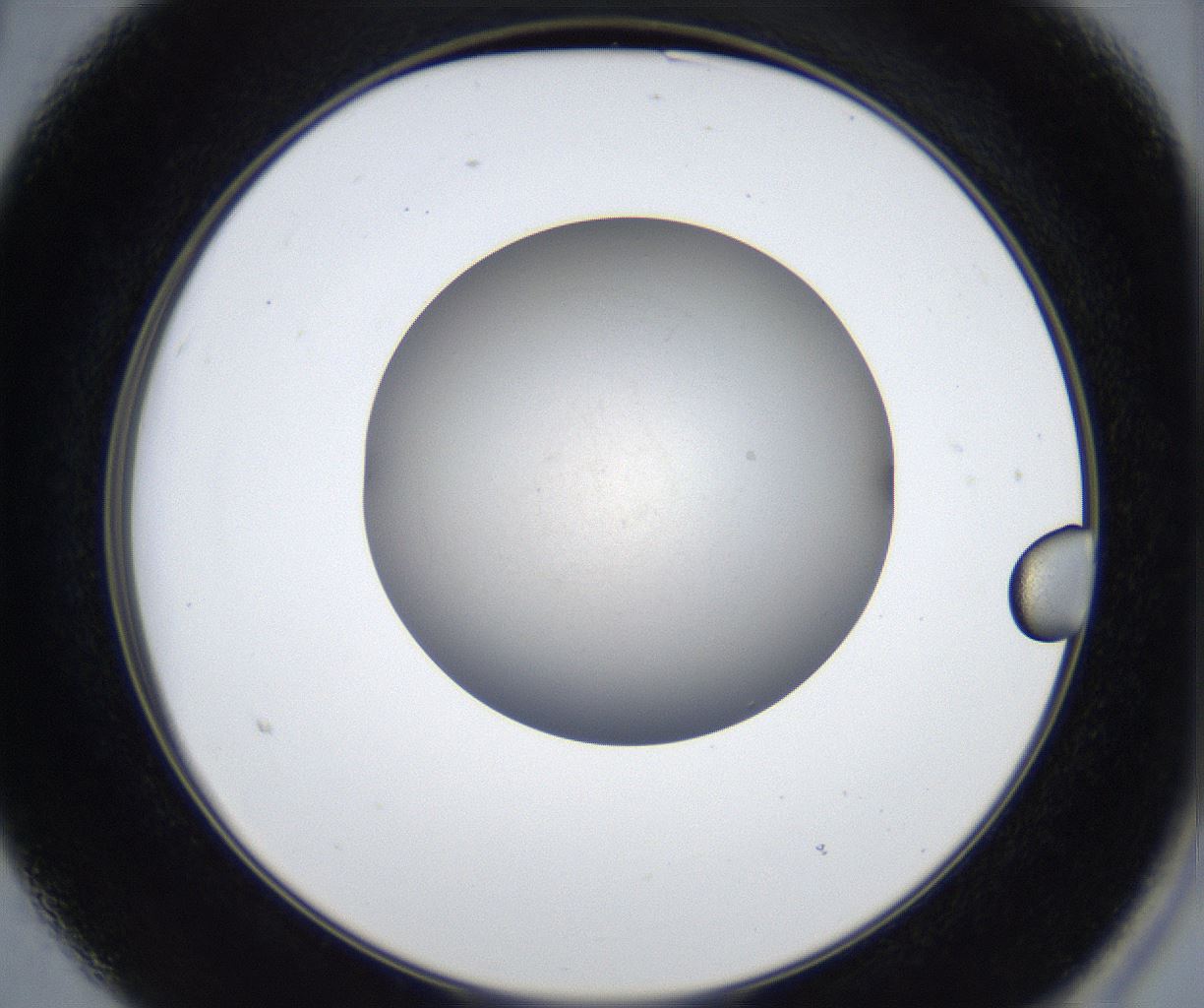 folderID436_plateID2436_batchID11754_wellNum15_profileID1_d2_r180445_ef.jpg