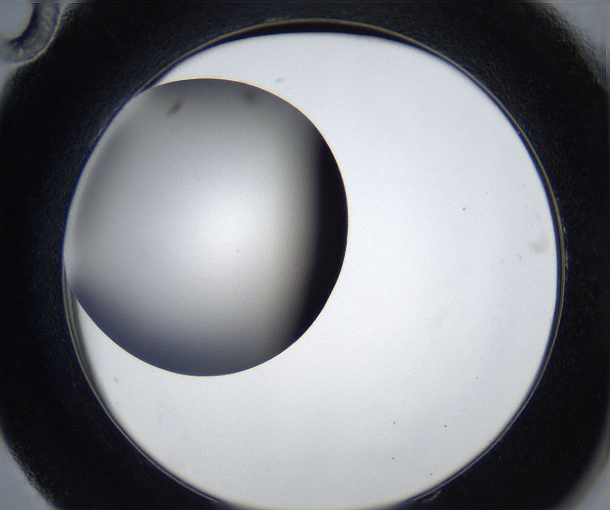 folderID436_plateID2436_batchID11754_wellNum58_profileID1_d2_r180531_ef.jpg