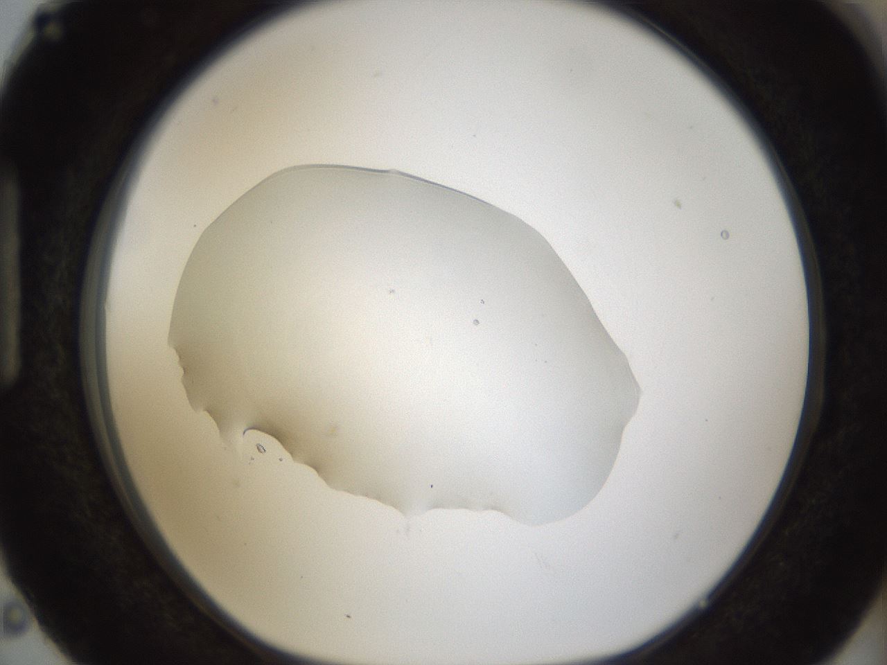 folderID58_plateID1058_batchID2301_wellNum87_profileID1_d1_r47831_ef.jpg