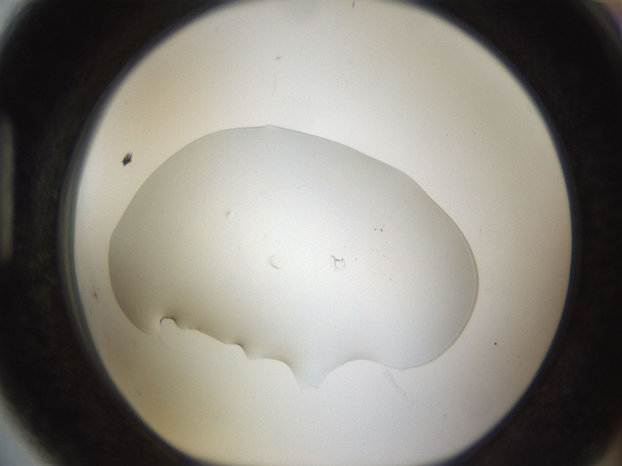 folderID58_plateID1058_batchID2301_wellNum89_profileID1_d1_r47833_ef.jpg