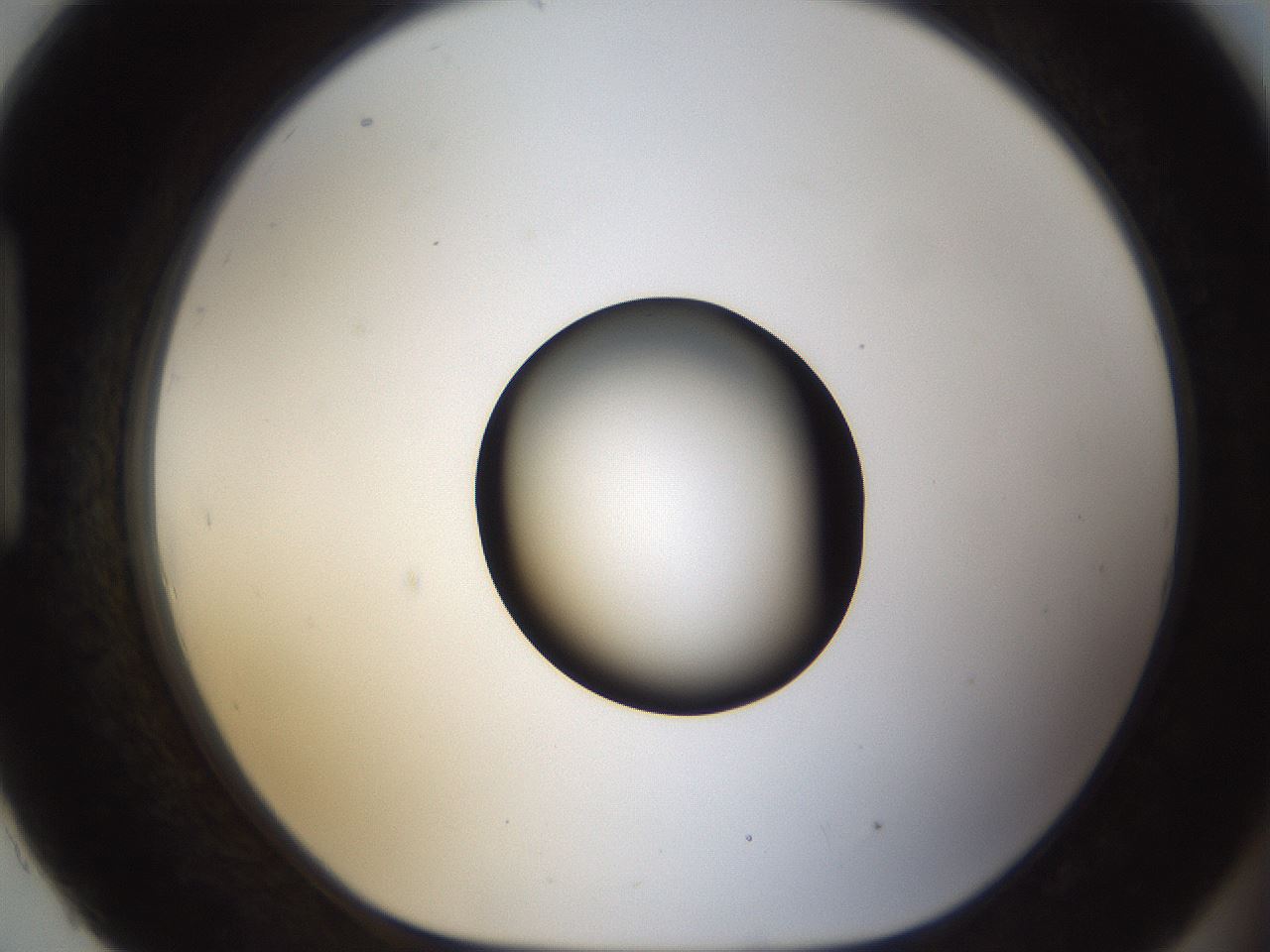 folderID58_plateID1058_batchID2301_wellNum93_profileID1_d1_r47837_ef.jpg