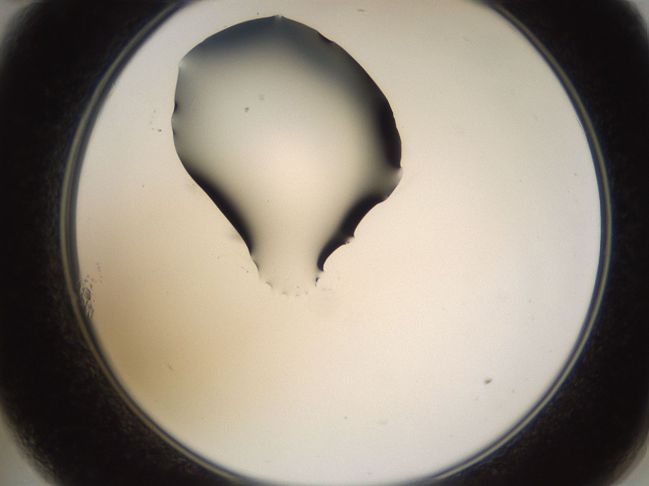 folderID437_plateID1437_batchID5444_wellNum11_profileID1_d2_r89710_ef.jpg