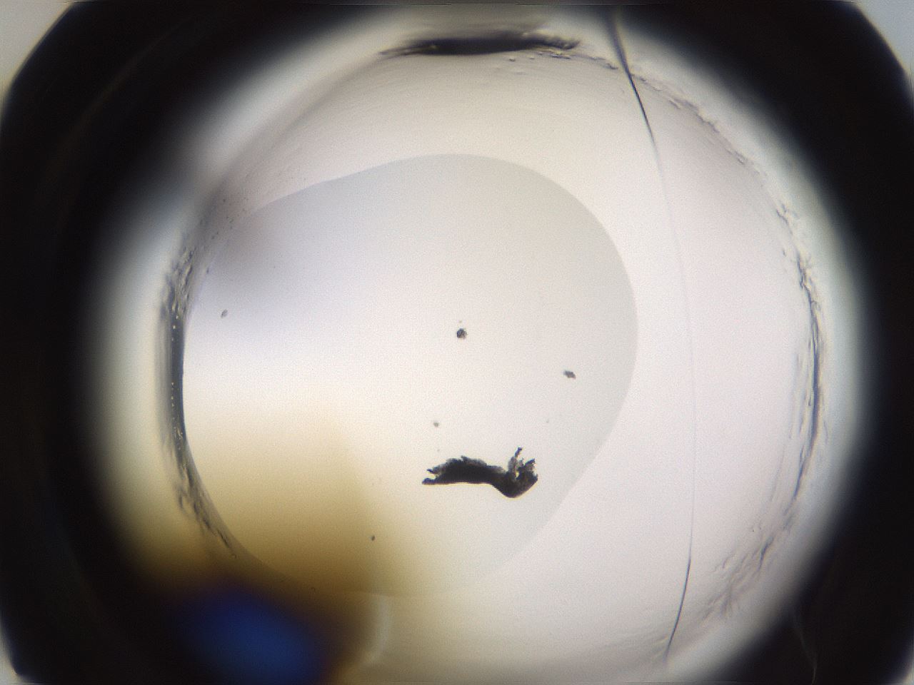 folderID590_plateID2590_batchID13170_wellNum22_profileID1_d2_r201097_ef.jpg