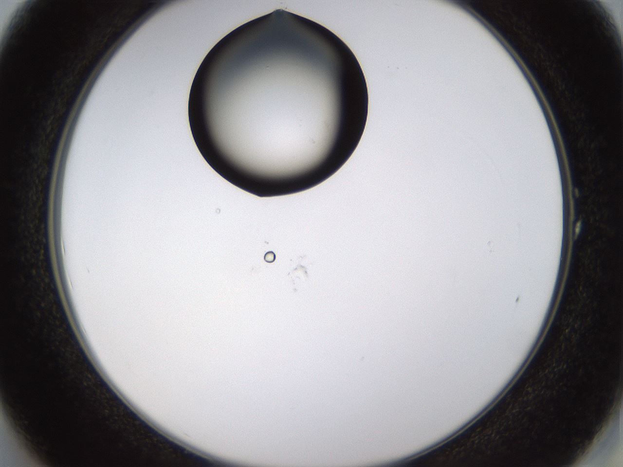 folderID437_plateID1437_batchID5444_wellNum1_profileID1_d2_r89690_ef.jpg