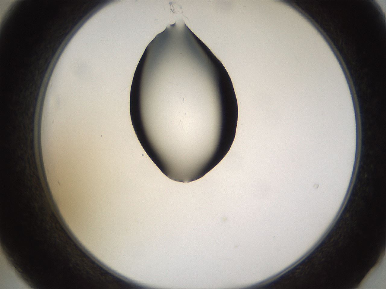 folderID437_plateID1437_batchID5444_wellNum21_profileID1_d2_r89730_ef.jpg