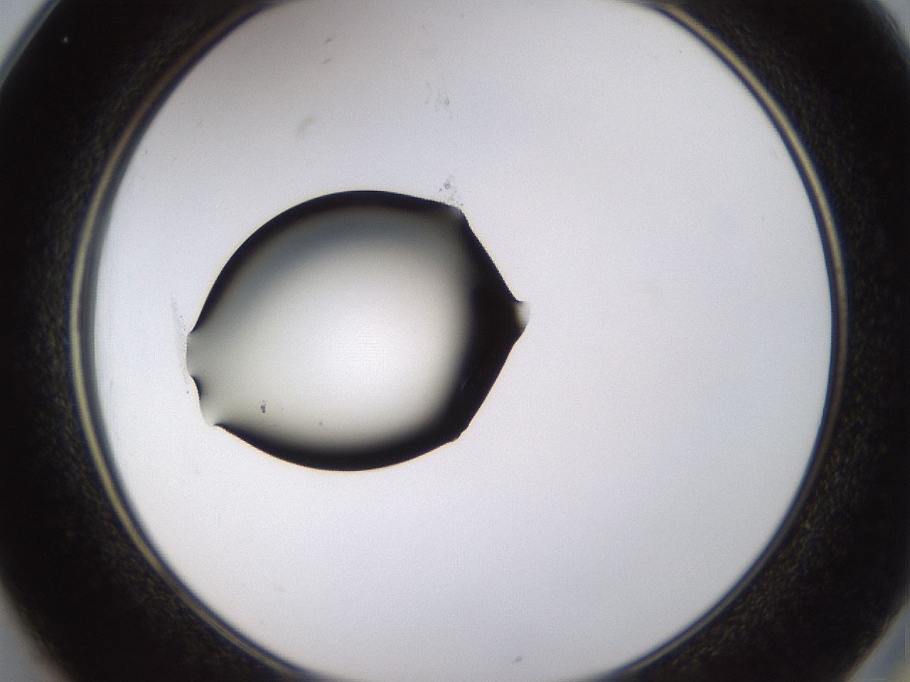 folderID437_plateID1437_batchID5444_wellNum25_profileID1_d2_r89738_ef.jpg