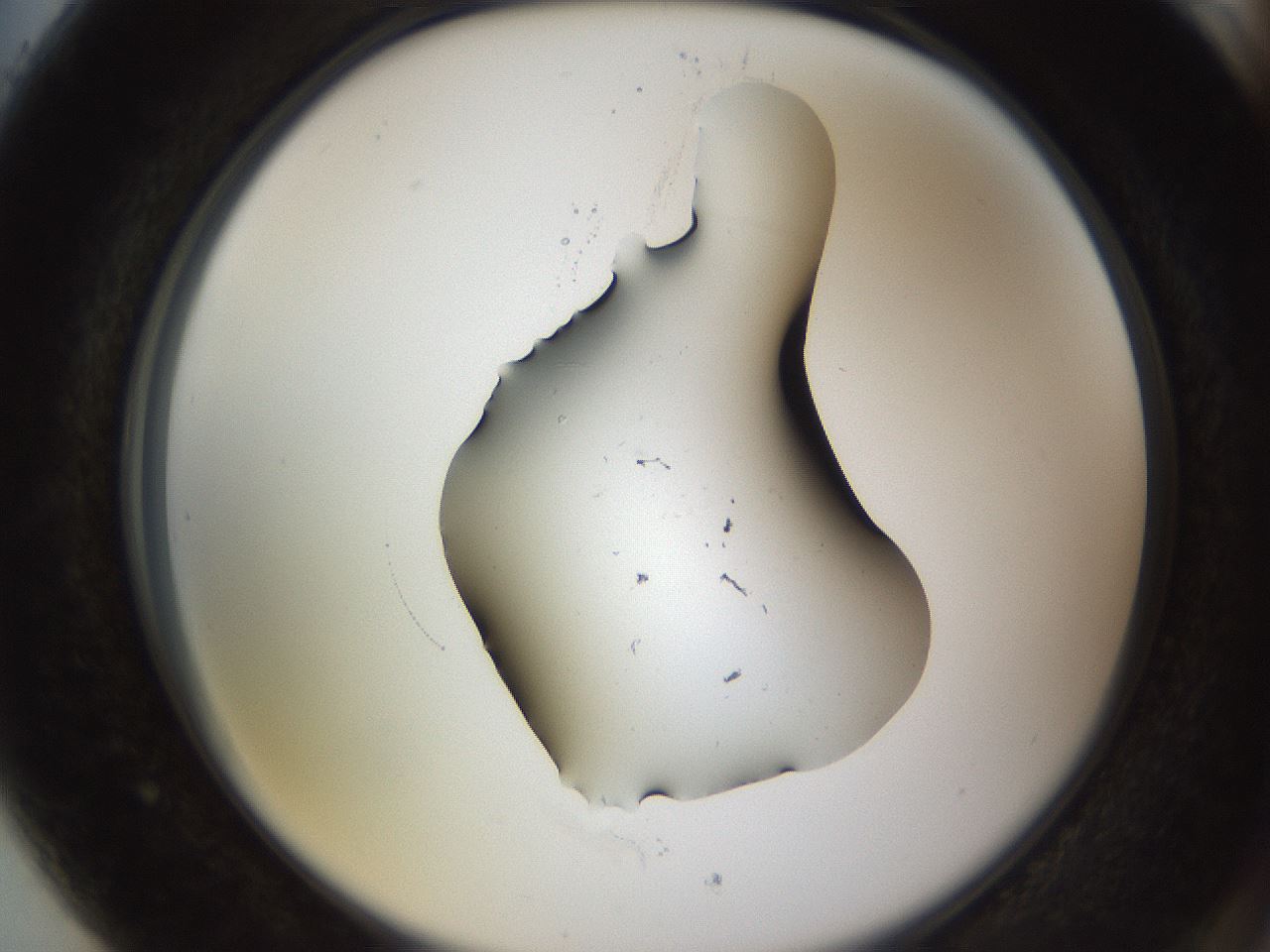 folderID437_plateID1437_batchID5444_wellNum89_profileID1_d2_r89866_ef.jpg