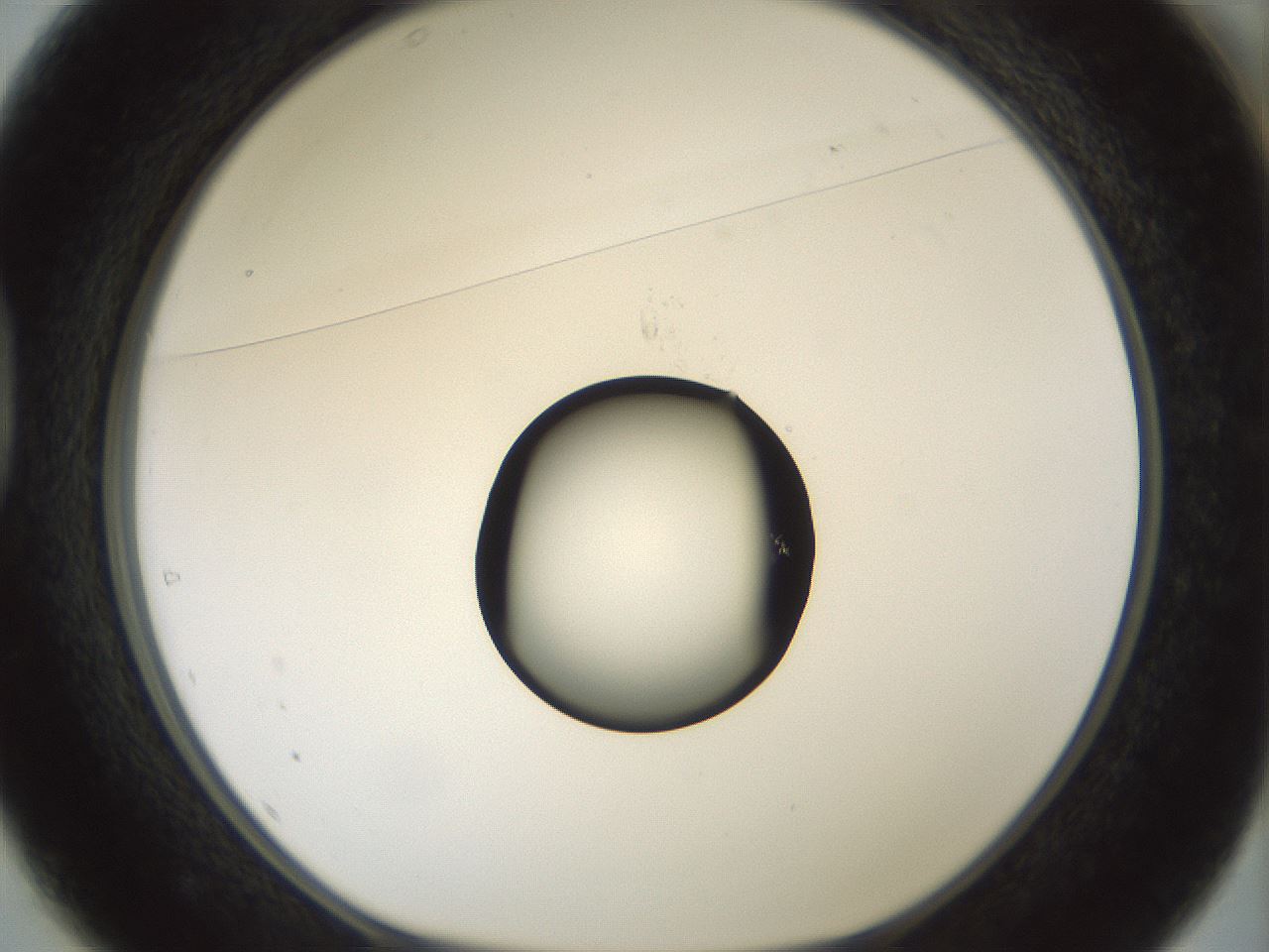 folderID439_plateID1439_batchID5494_wellNum37_profileID1_d1_r90244_ef.jpg