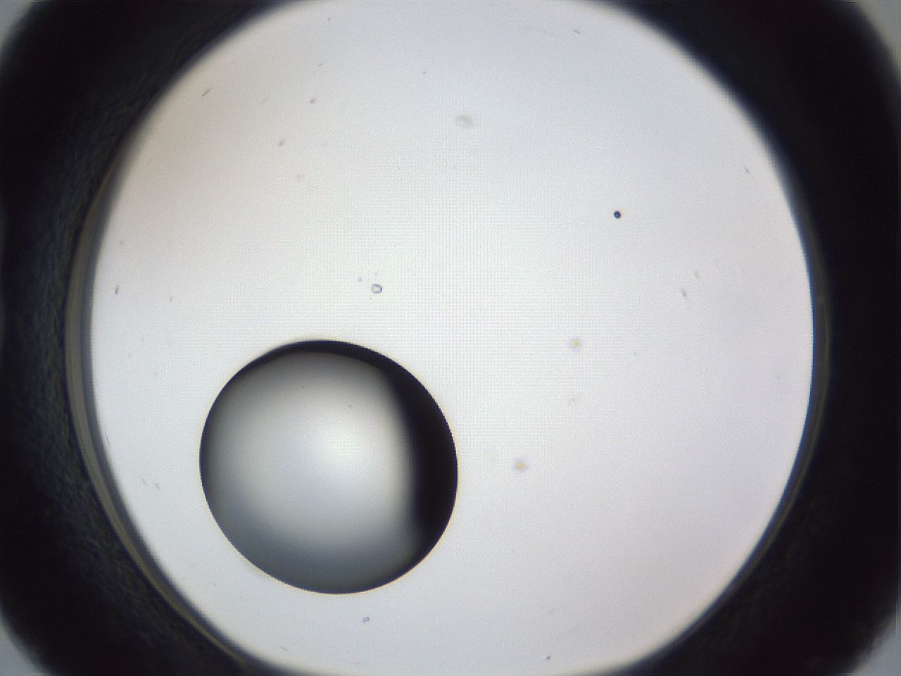 folderID43_plateID1043_batchID2100_wellNum16_profileID1_d1_r46182_ef.jpg