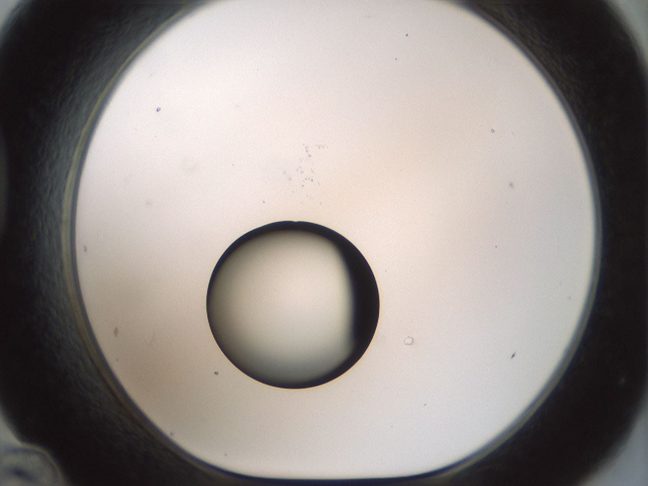 folderID439_plateID1439_batchID5494_wellNum48_profileID1_d1_r90266_ef.jpg