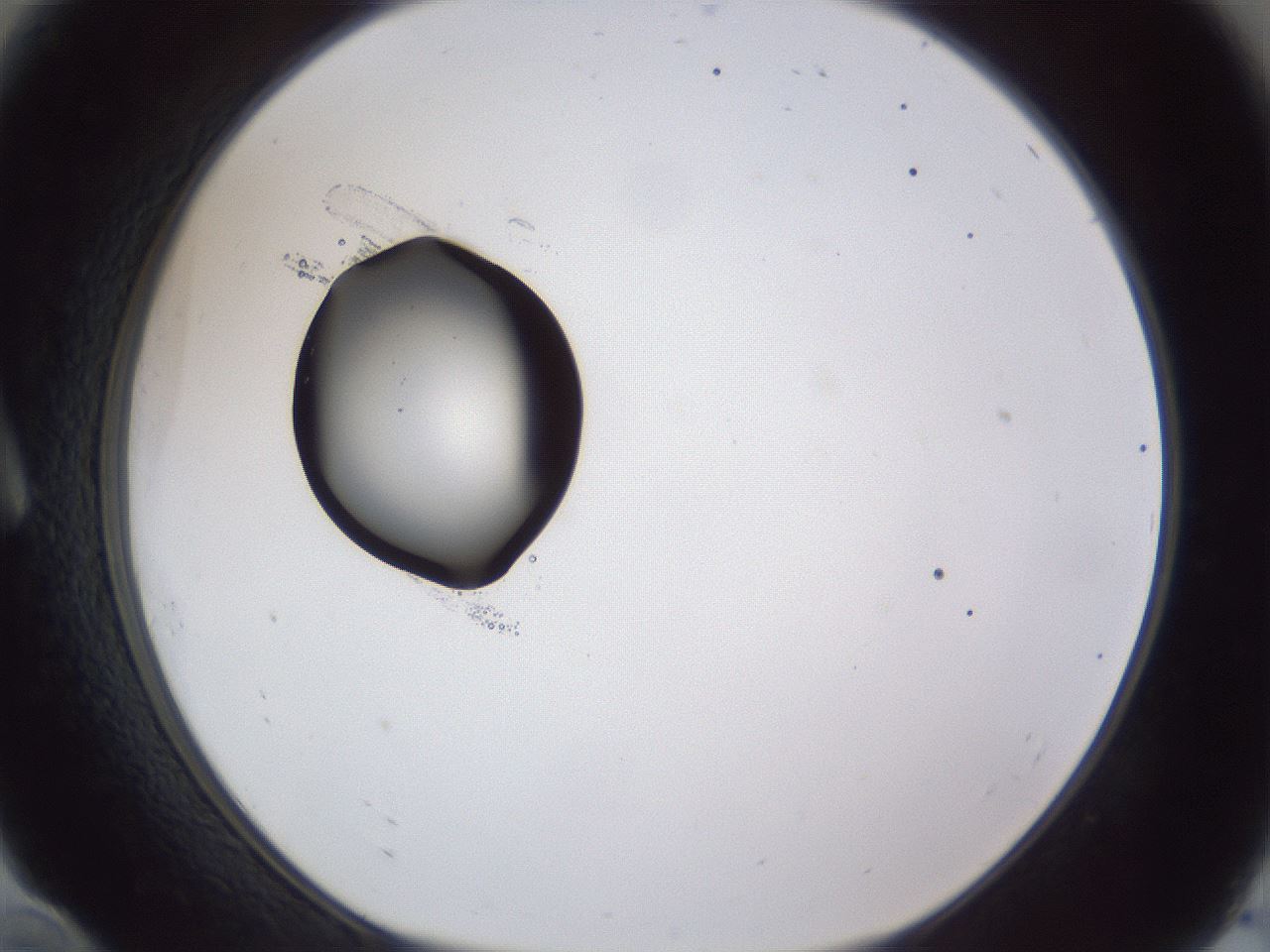 folderID43_plateID1043_batchID2100_wellNum10_profileID1_d1_r46170_ef.jpg