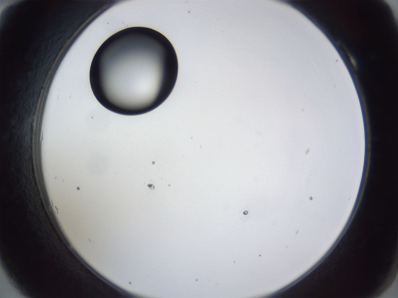 folderID43_plateID1043_batchID2100_wellNum10_profileID1_d2_r46171_ef.jpg