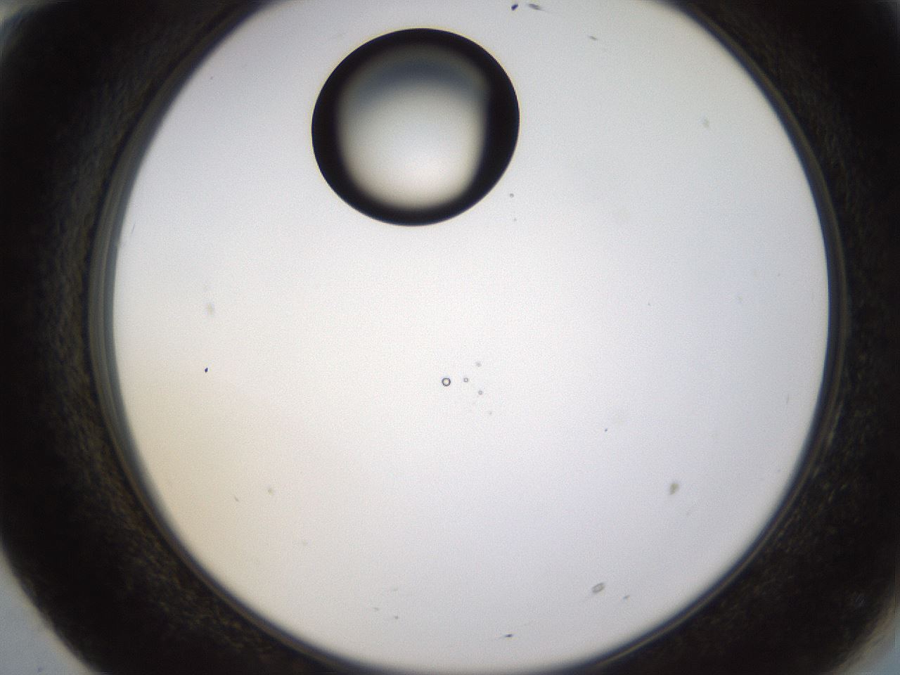folderID440_plateID1440_batchID5495_wellNum70_profileID1_d2_r90503_ef.jpg