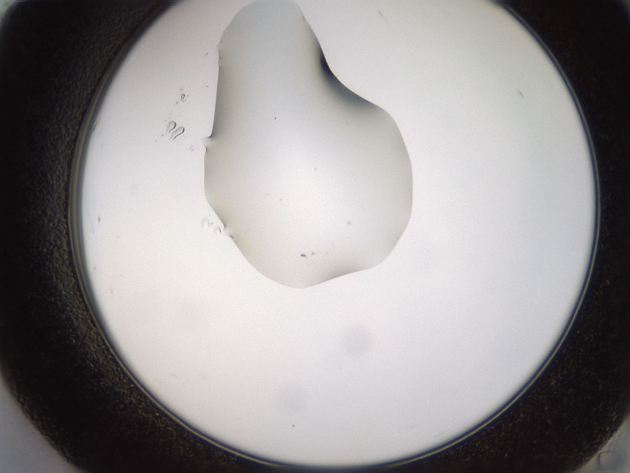 folderID440_plateID1440_batchID5495_wellNum84_profileID1_d2_r90531_ef.jpg