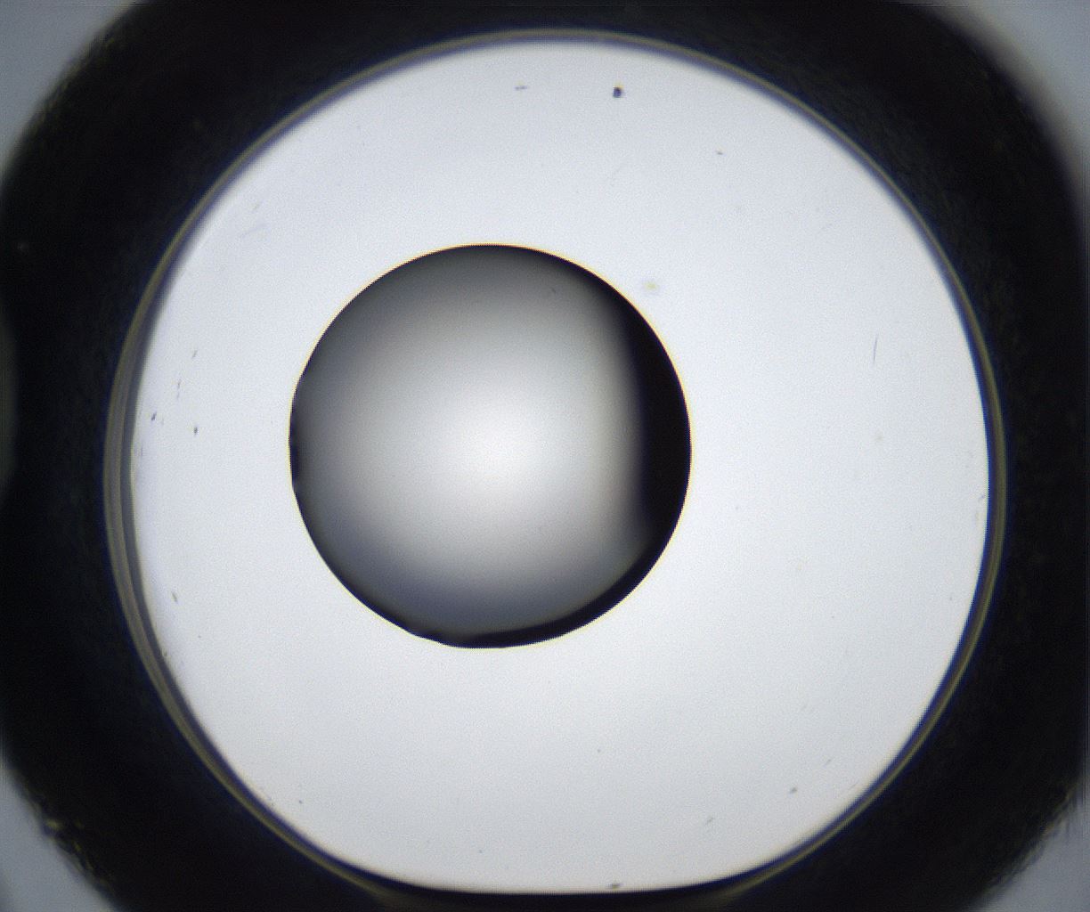 folderID440_plateID2440_batchID11781_wellNum45_profileID1_d1_r181944_ef.jpg