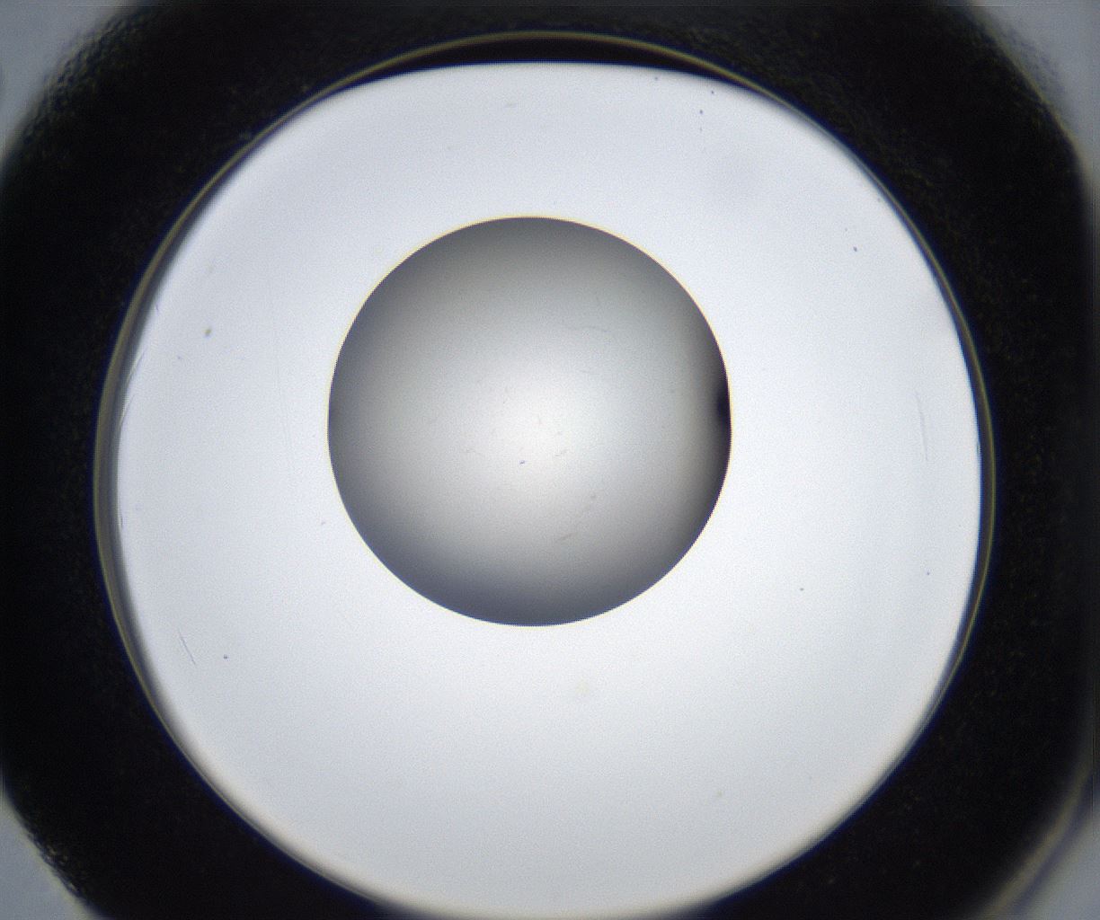 folderID440_plateID2440_batchID11781_wellNum62_profileID1_d2_r181979_ef.jpg
