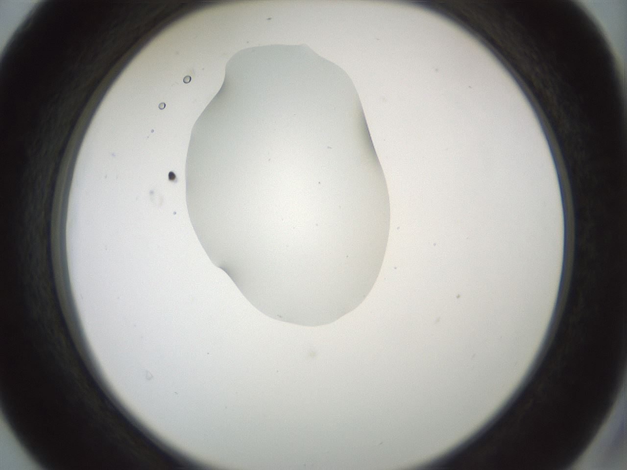 folderID441_plateID1441_batchID5496_wellNum40_profileID1_d2_r90635_ef.jpg