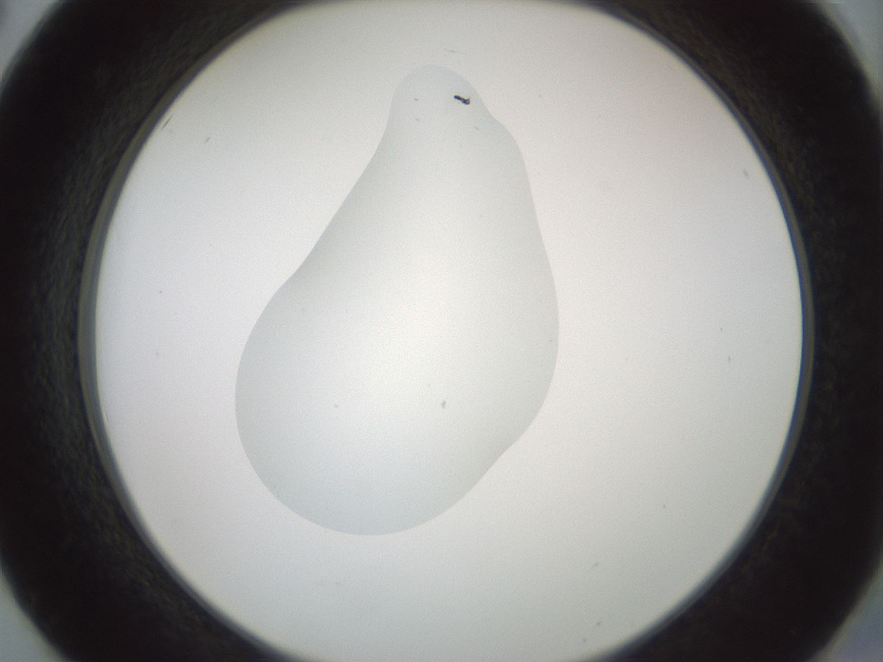 folderID441_plateID1441_batchID5496_wellNum50_profileID1_d2_r90655_ef.jpg