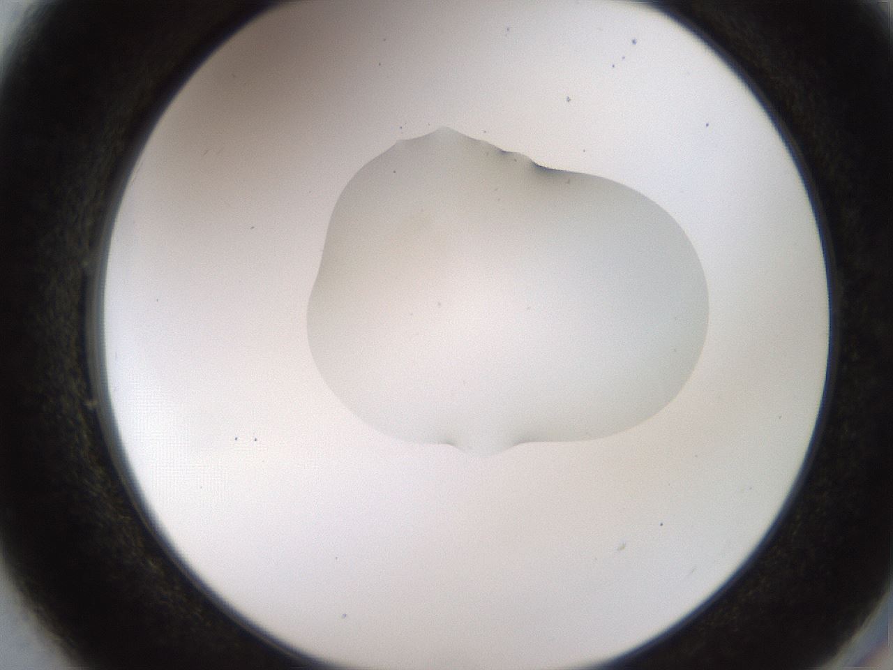 folderID442_plateID1442_batchID5497_wellNum49_profileID1_d2_r90845_ef.jpg