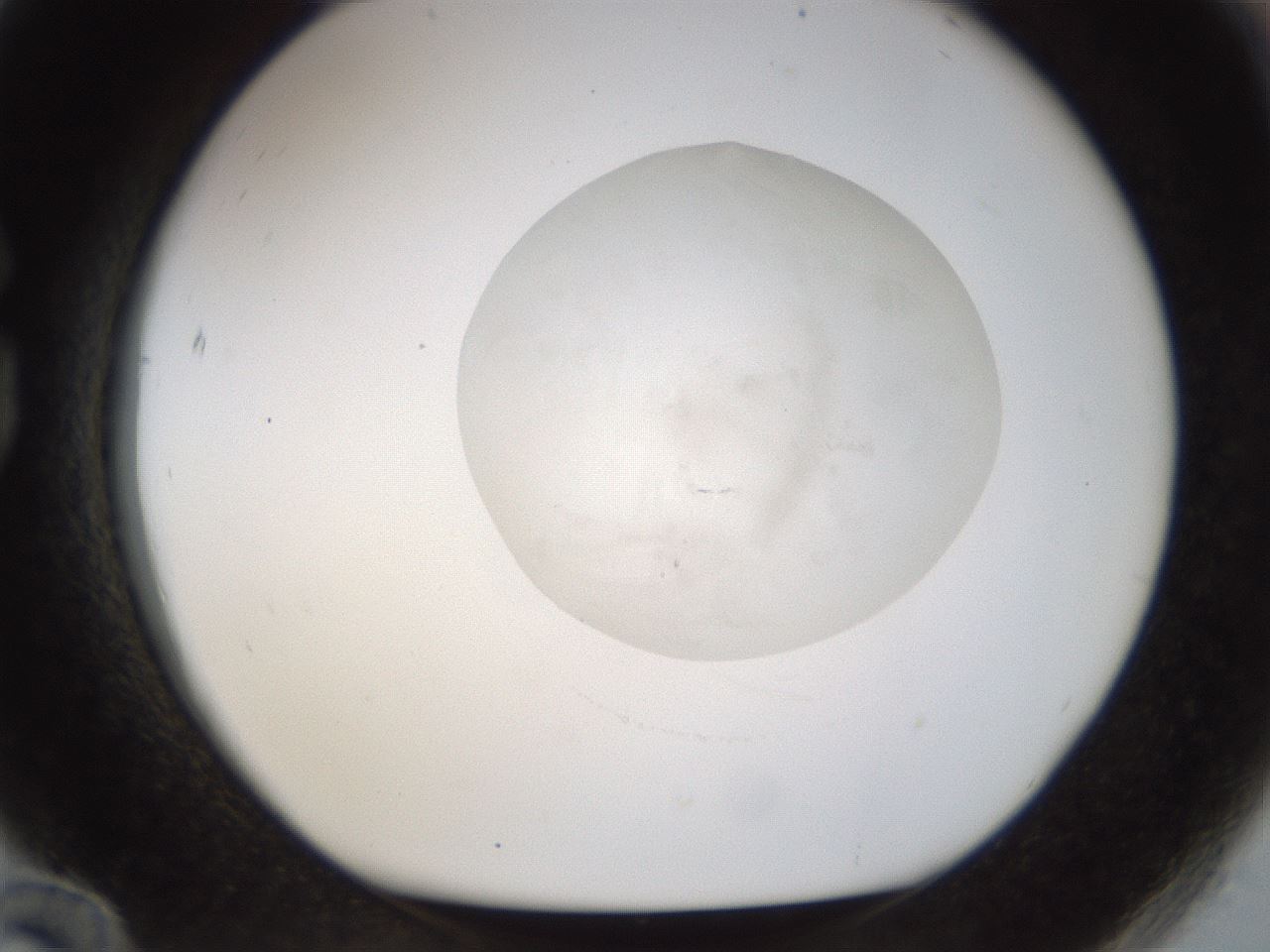 folderID442_plateID1442_batchID5497_wellNum84_profileID1_d1_r90914_ef.jpg