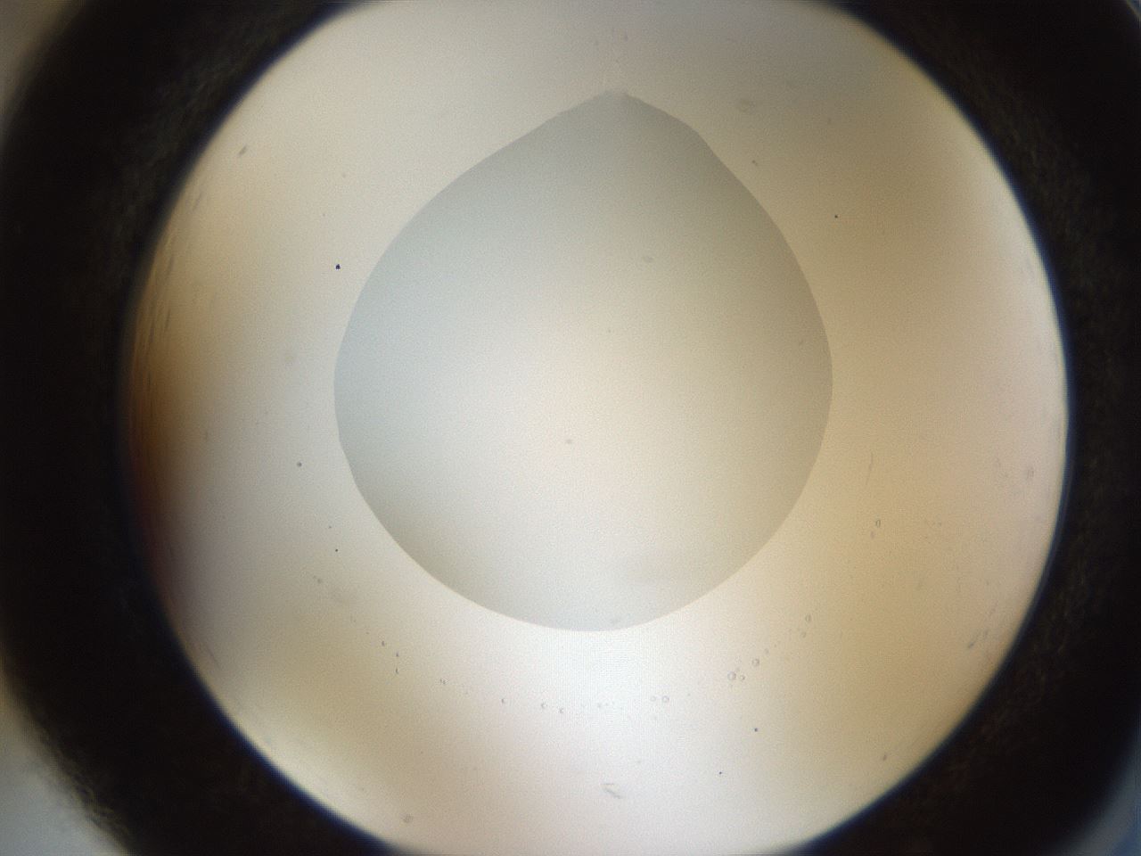 folderID442_plateID1442_batchID5497_wellNum85_profileID1_d2_r90917_ef.jpg