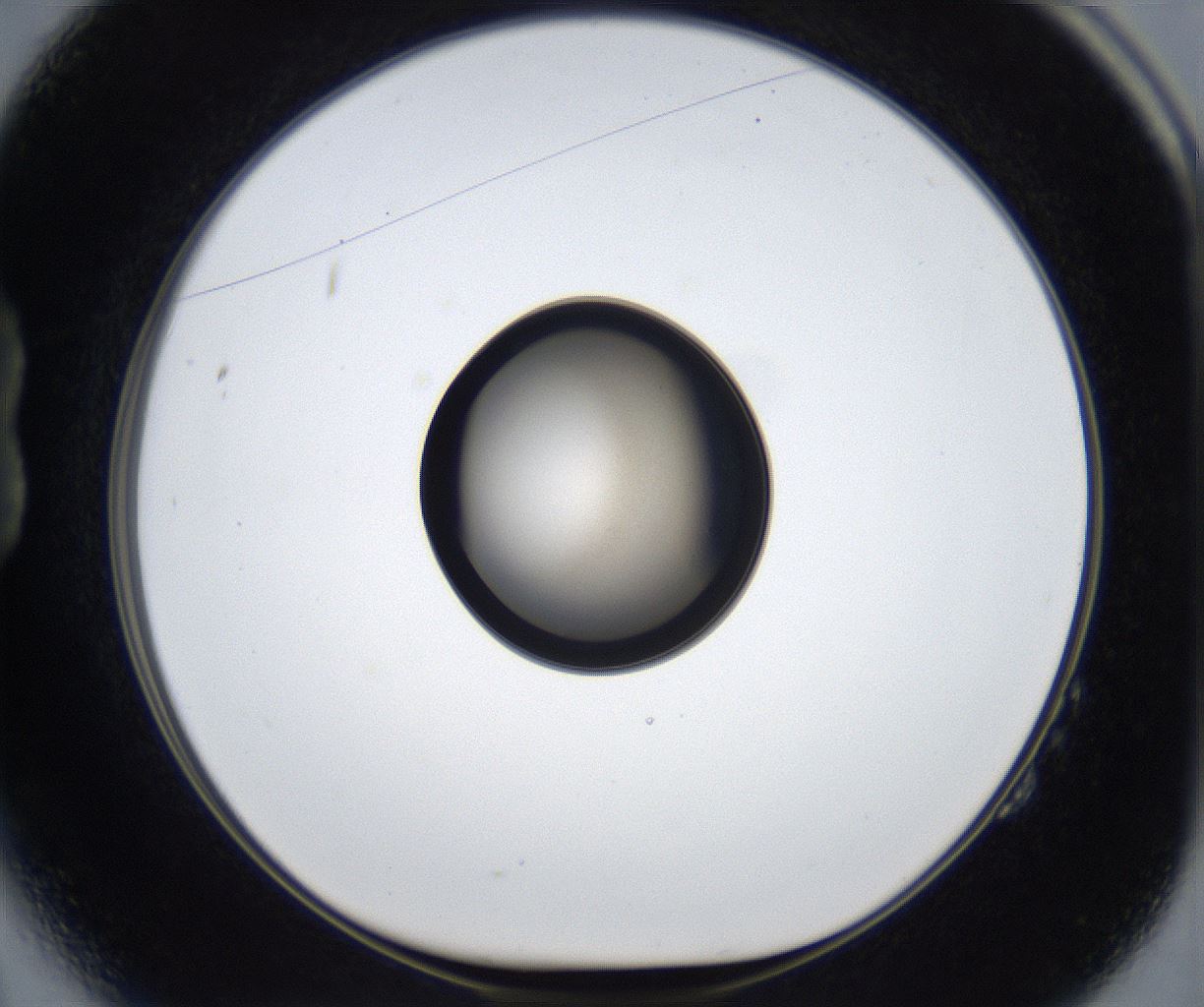 folderID442_plateID2442_batchID11777_wellNum14_profileID1_d1_r181690_ef.jpg