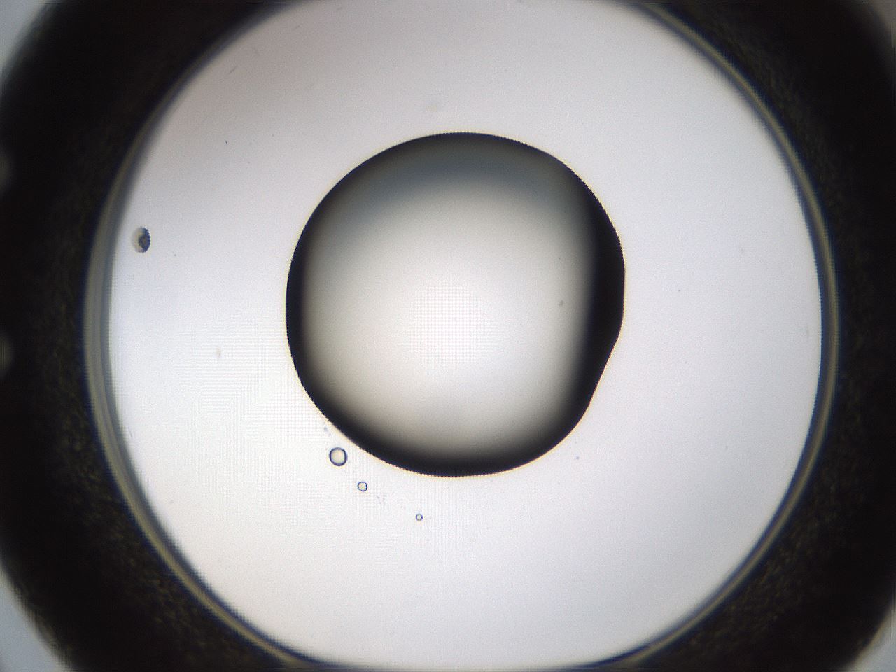 folderID593_plateID1593_batchID6726_wellNum50_profileID1_d1_r105686_ef.jpg