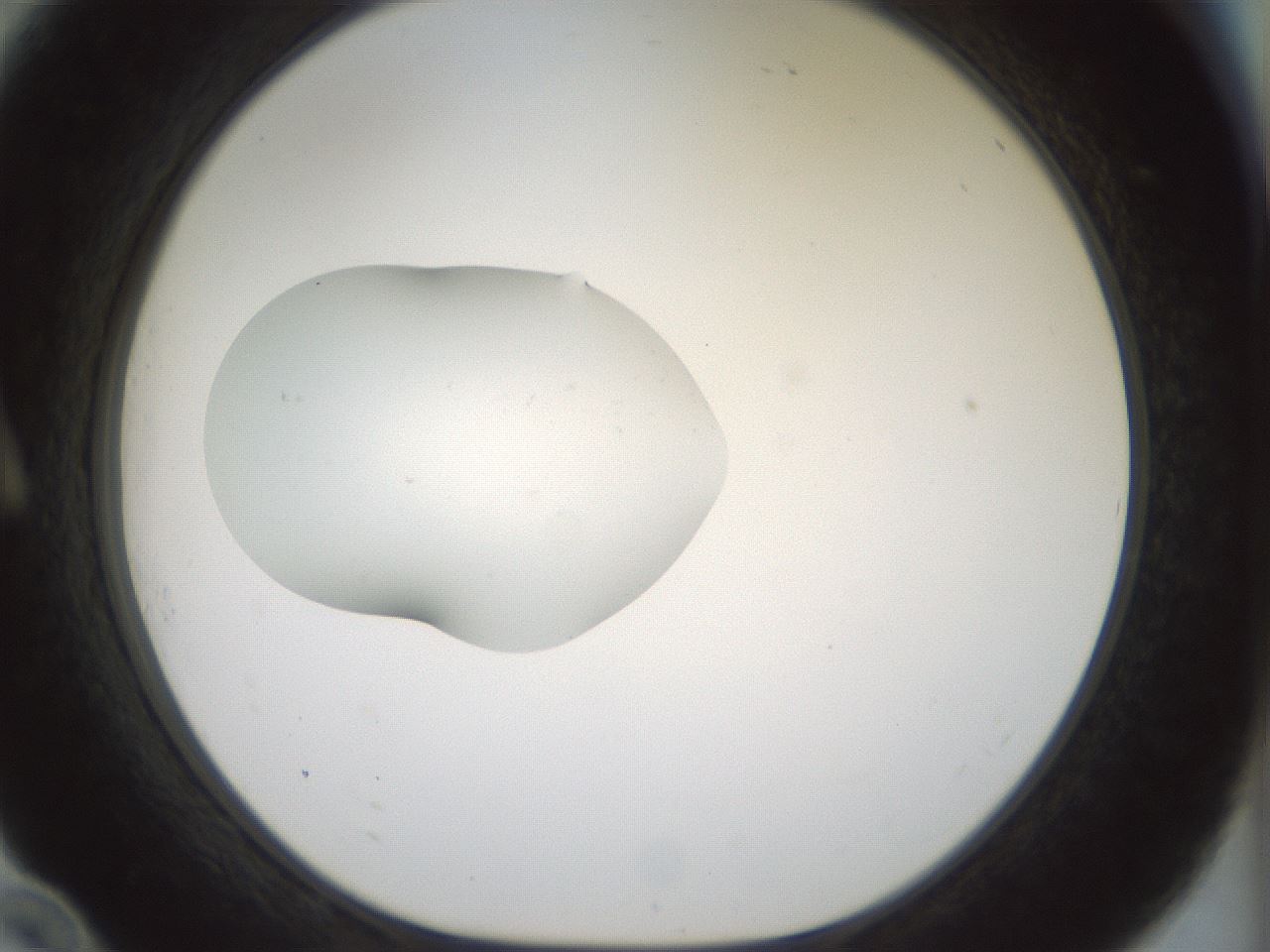 folderID443_plateID1443_batchID5498_wellNum10_profileID1_d1_r90958_ef.jpg