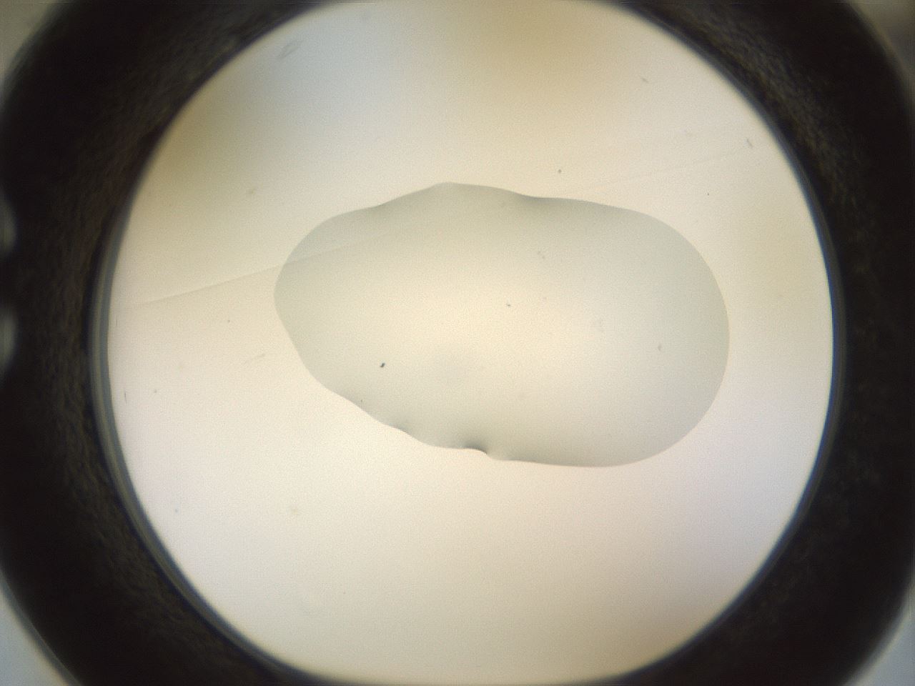 folderID443_plateID1443_batchID5498_wellNum25_profileID1_d1_r90988_ef.jpg