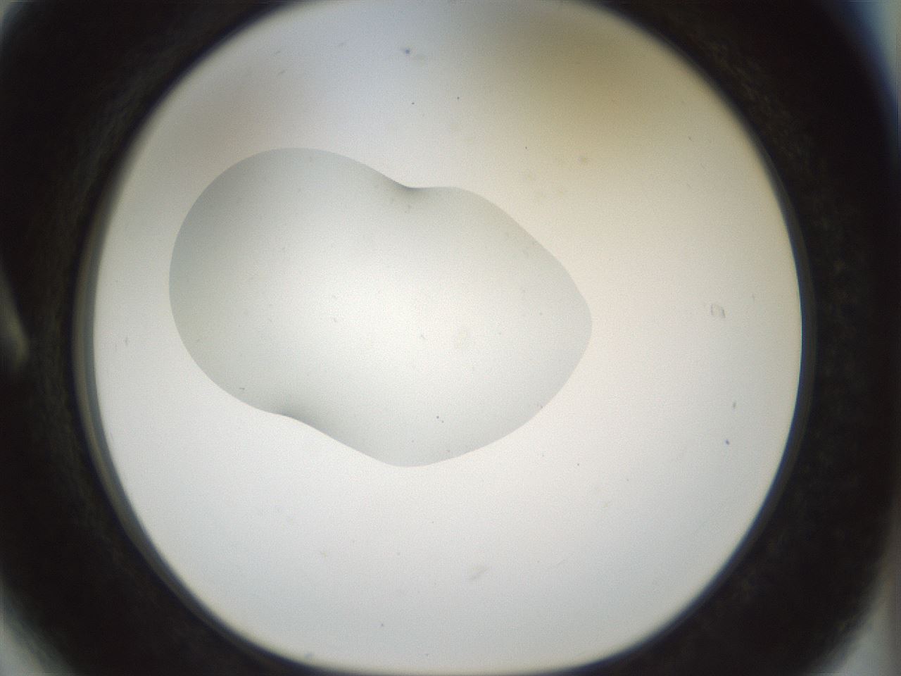 folderID443_plateID1443_batchID5498_wellNum6_profileID1_d1_r90950_ef.jpg