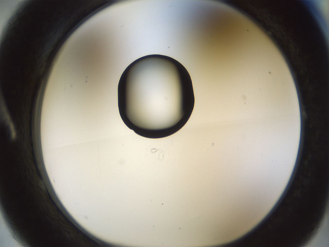 folderID445_plateID1445_batchID5501_wellNum1_profileID1_d1_r91516_ef.jpg
