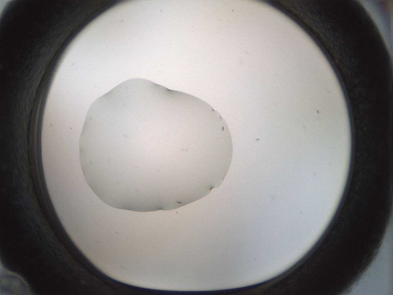 folderID445_plateID1445_batchID5501_wellNum36_profileID1_d1_r91586_ef.jpg