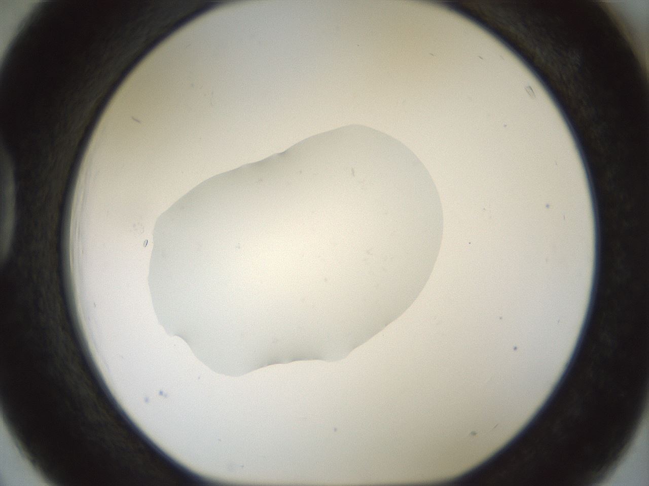 folderID445_plateID1445_batchID5501_wellNum39_profileID1_d1_r91592_ef.jpg