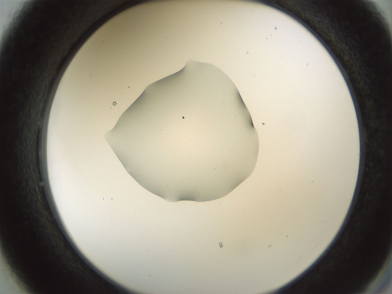 folderID445_plateID1445_batchID5501_wellNum49_profileID1_d2_r91613_ef.jpg