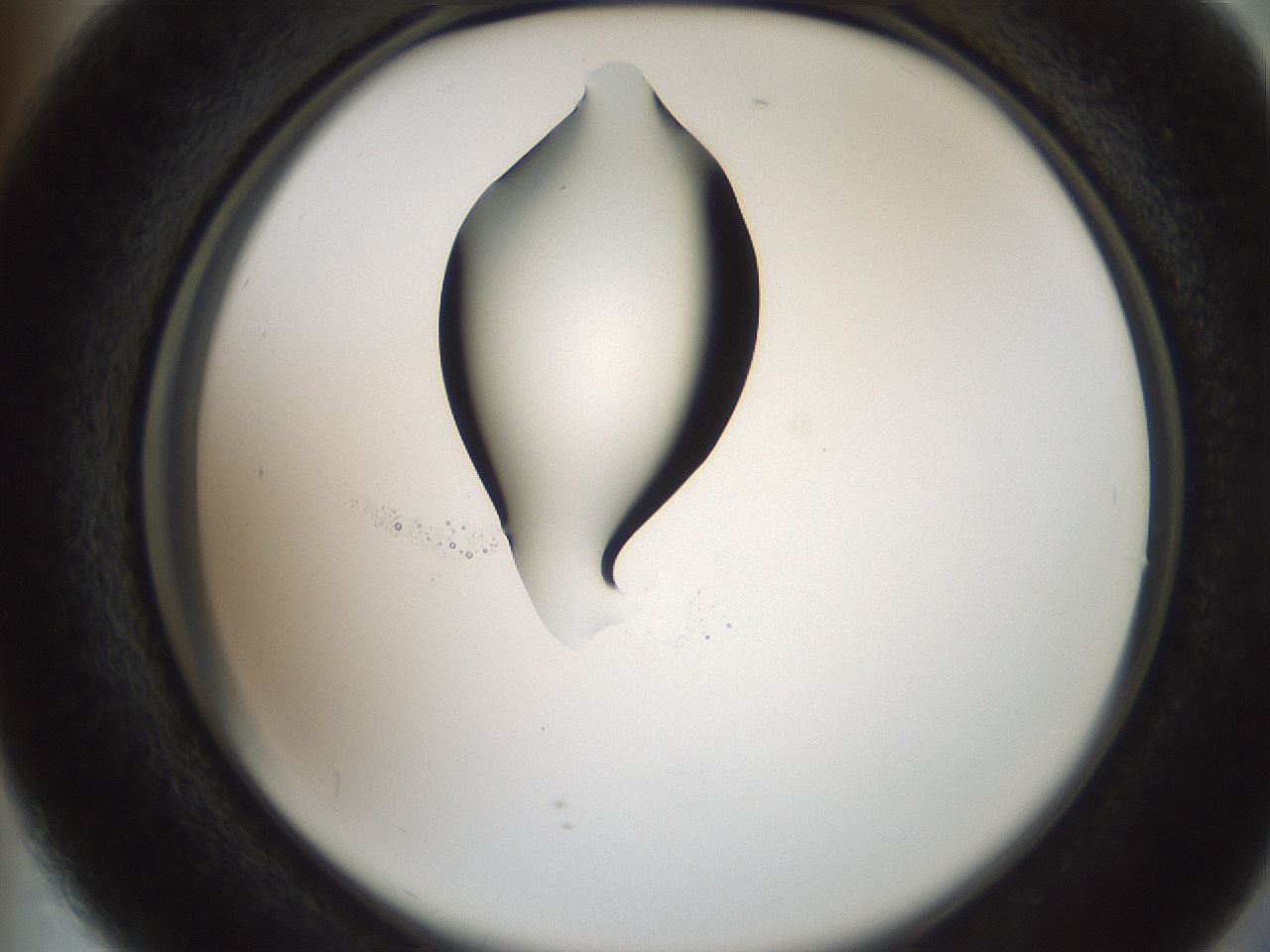 folderID445_plateID1445_batchID5501_wellNum73_profileID1_d2_r91661_ef.jpg