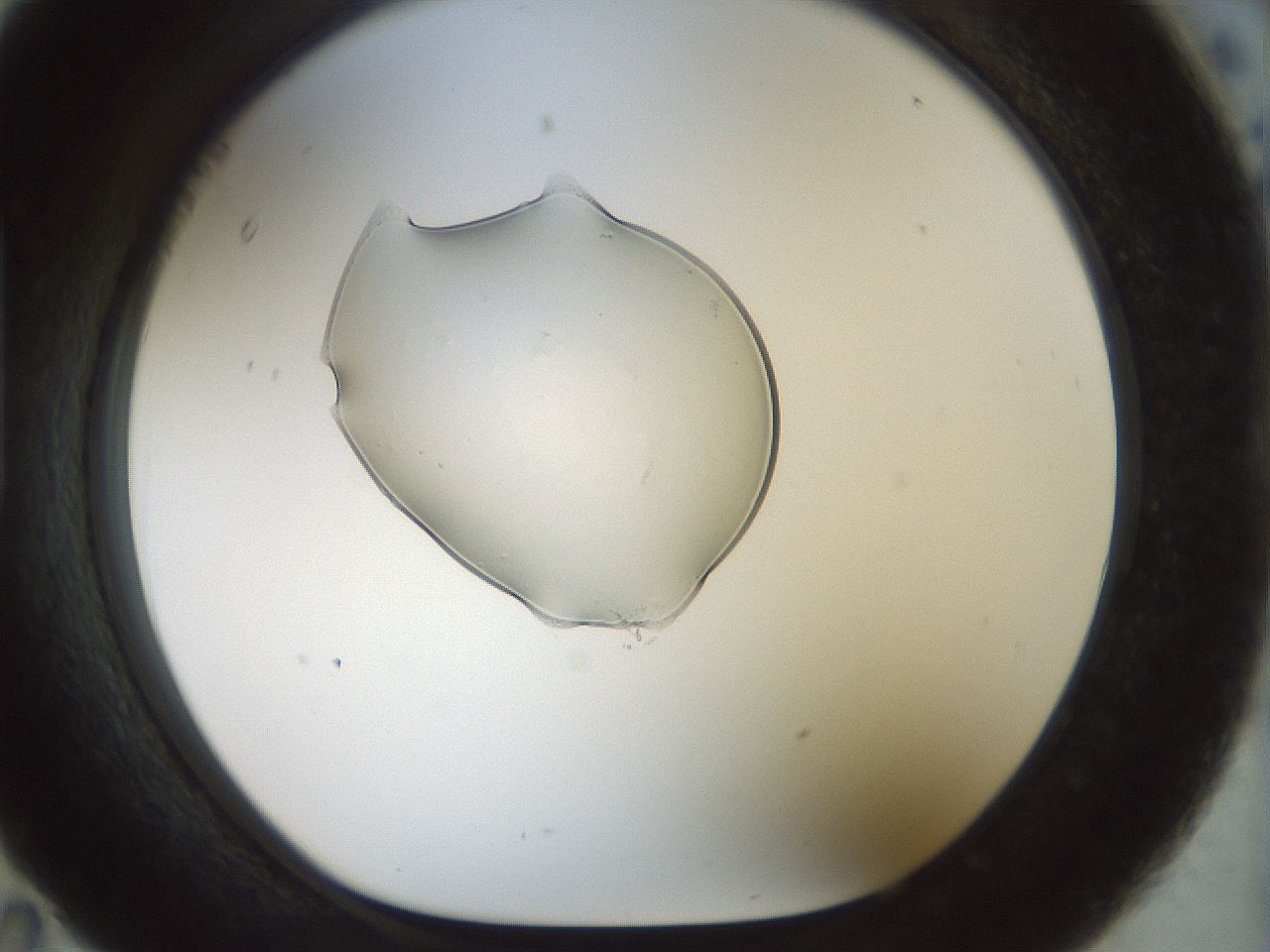 folderID445_plateID1445_batchID5501_wellNum95_profileID1_d1_r91704_ef.jpg