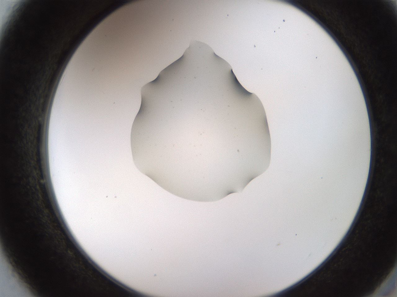 folderID446_plateID1446_batchID5500_wellNum49_profileID1_d2_r91421_ef.jpg