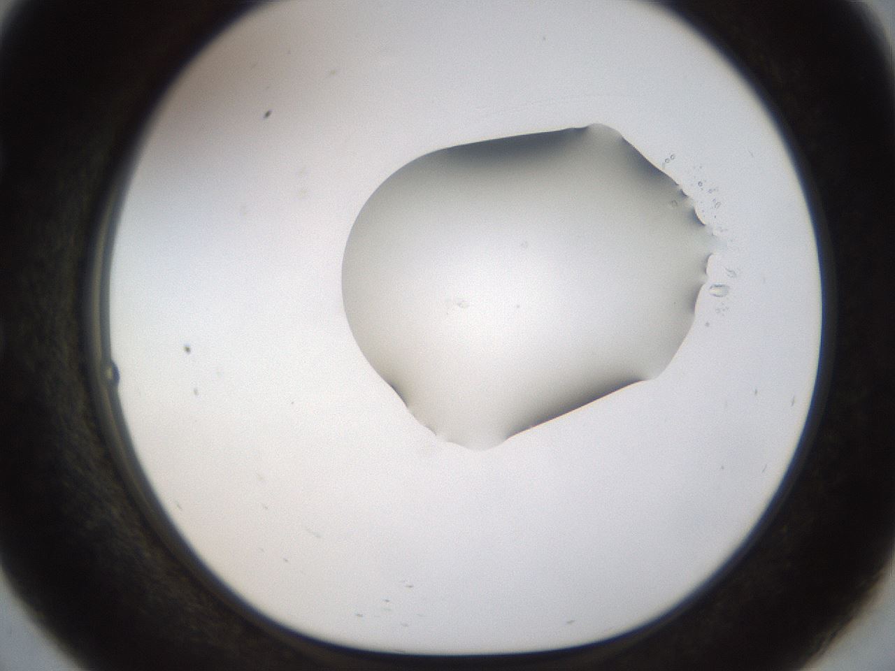 folderID446_plateID1446_batchID5500_wellNum57_profileID1_d1_r91436_ef.jpg