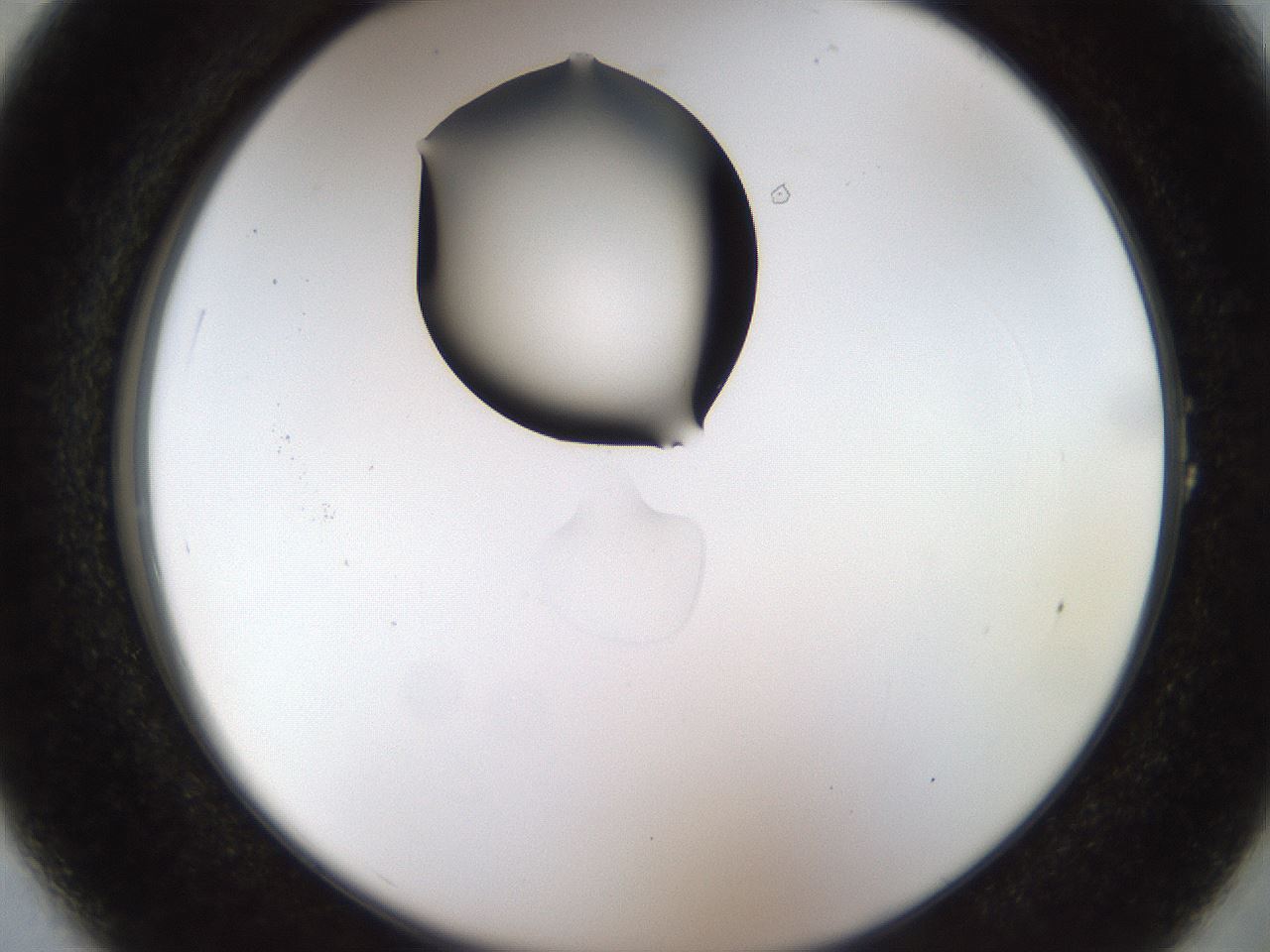 folderID446_plateID1446_batchID5500_wellNum1_profileID1_d2_r91325_ef.jpg