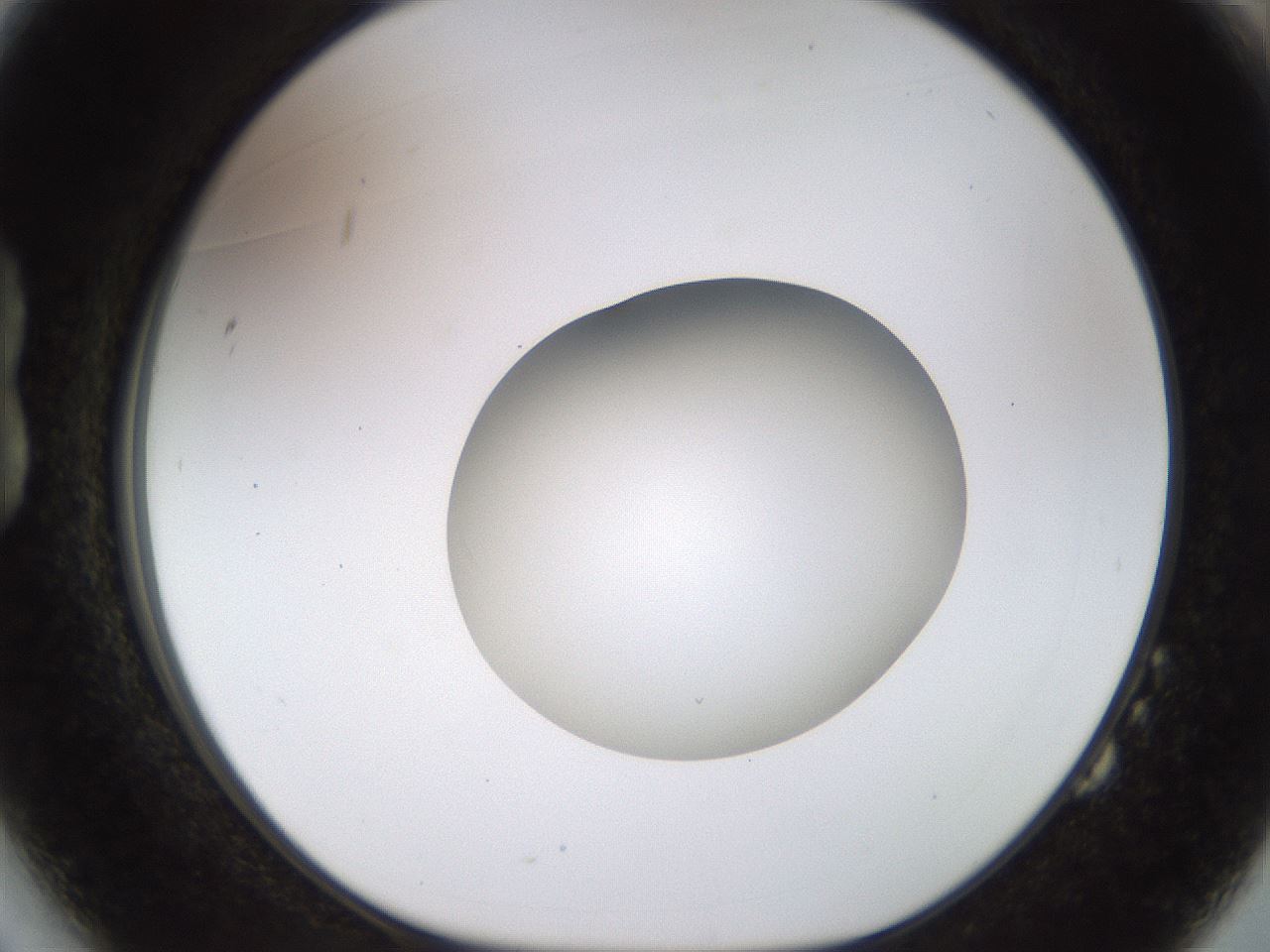 folderID448_plateID1448_batchID5525_wellNum14_profileID1_d1_r91721_ef.jpg