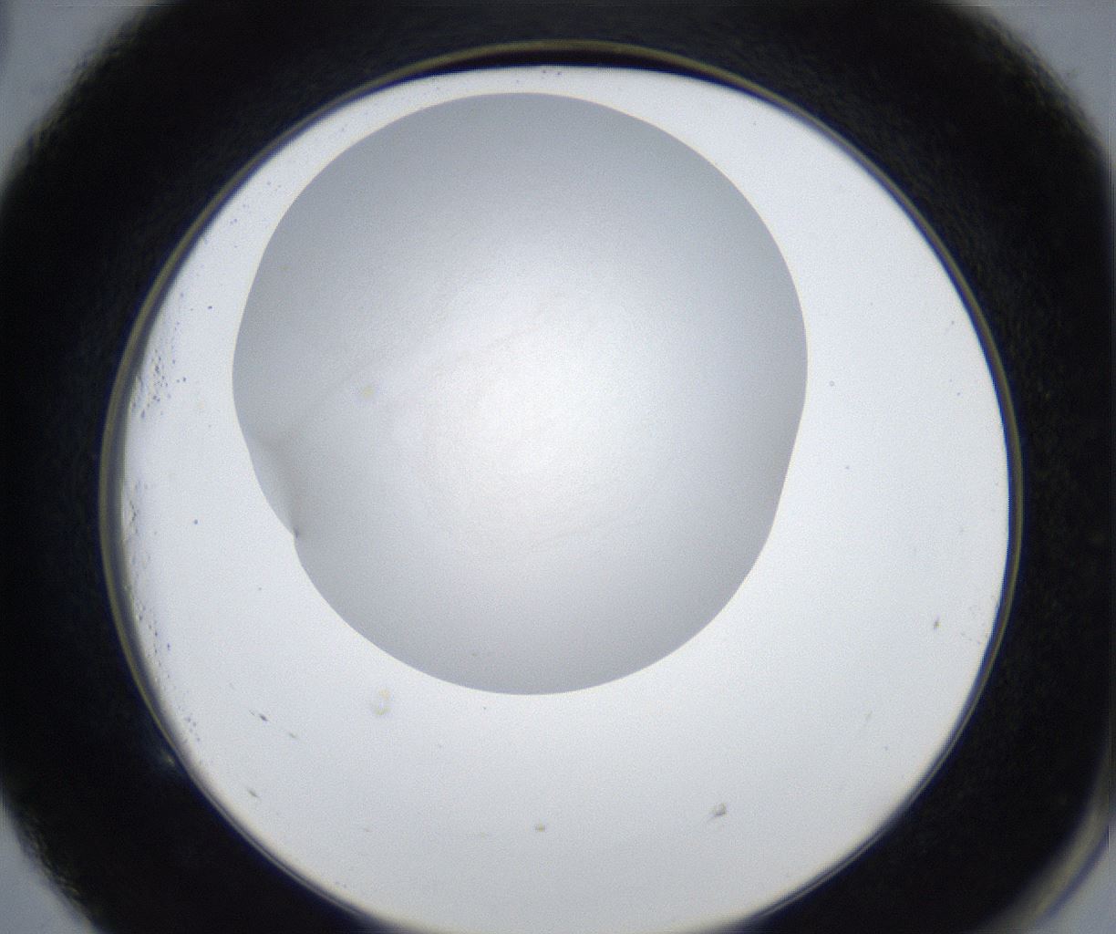 folderID446_plateID2446_batchID11782_wellNum53_profileID1_d2_r182153_ef.jpg