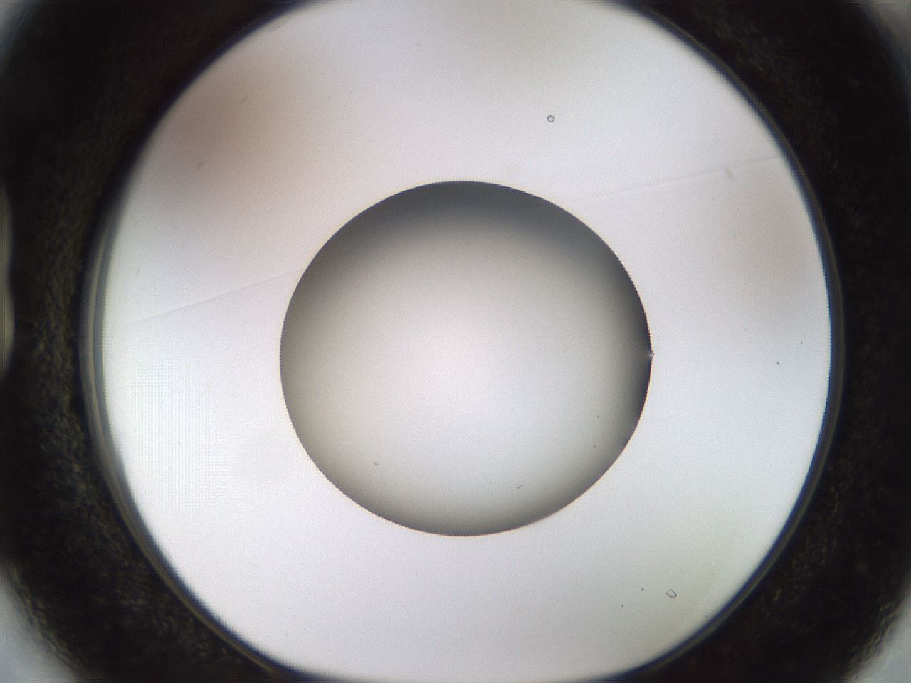 folderID448_plateID1448_batchID5525_wellNum13_profileID1_d1_r91720_ef.jpg