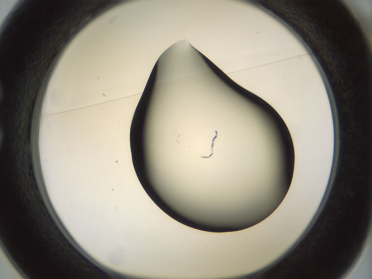 folderID184_plateID1184_batchID3368_wellNum25_profileID1_d1_r65647_ef.jpg