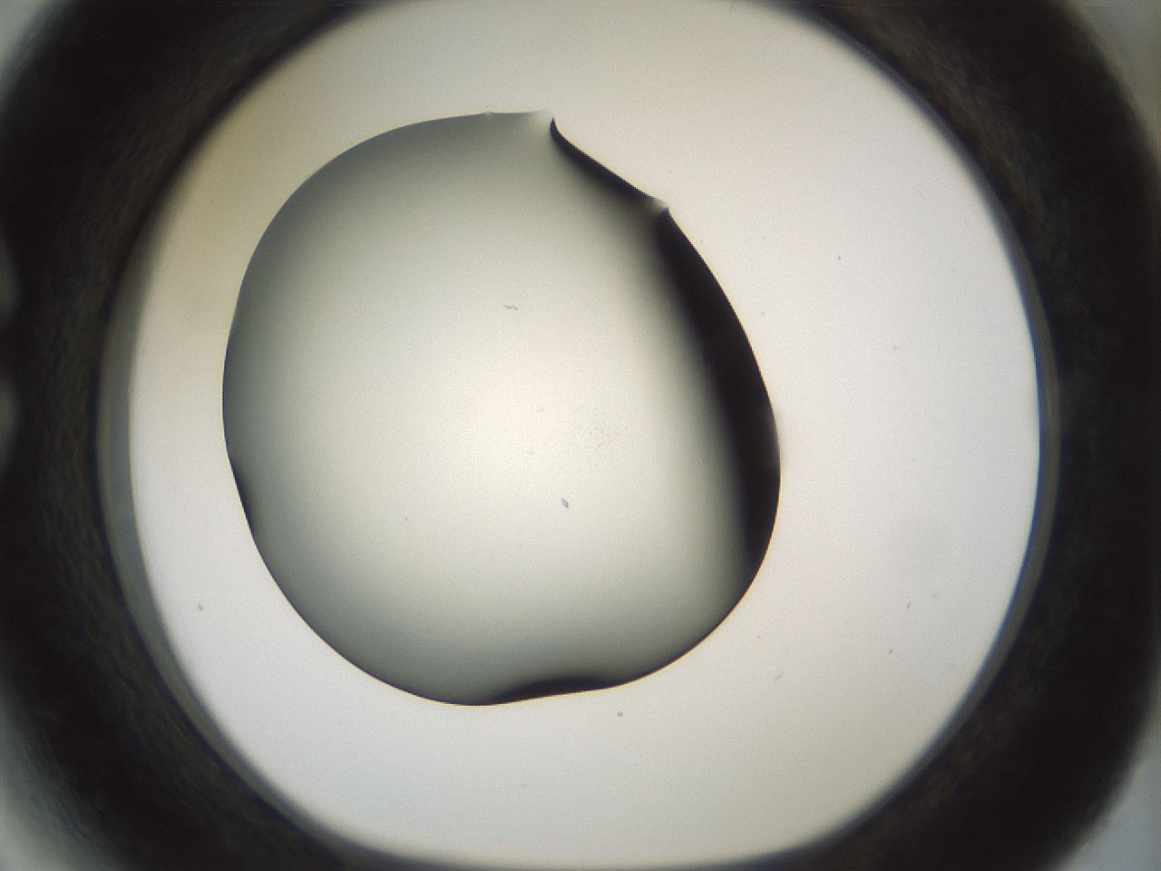 folderID184_plateID1184_batchID3368_wellNum27_profileID1_d1_r65649_ef.jpg