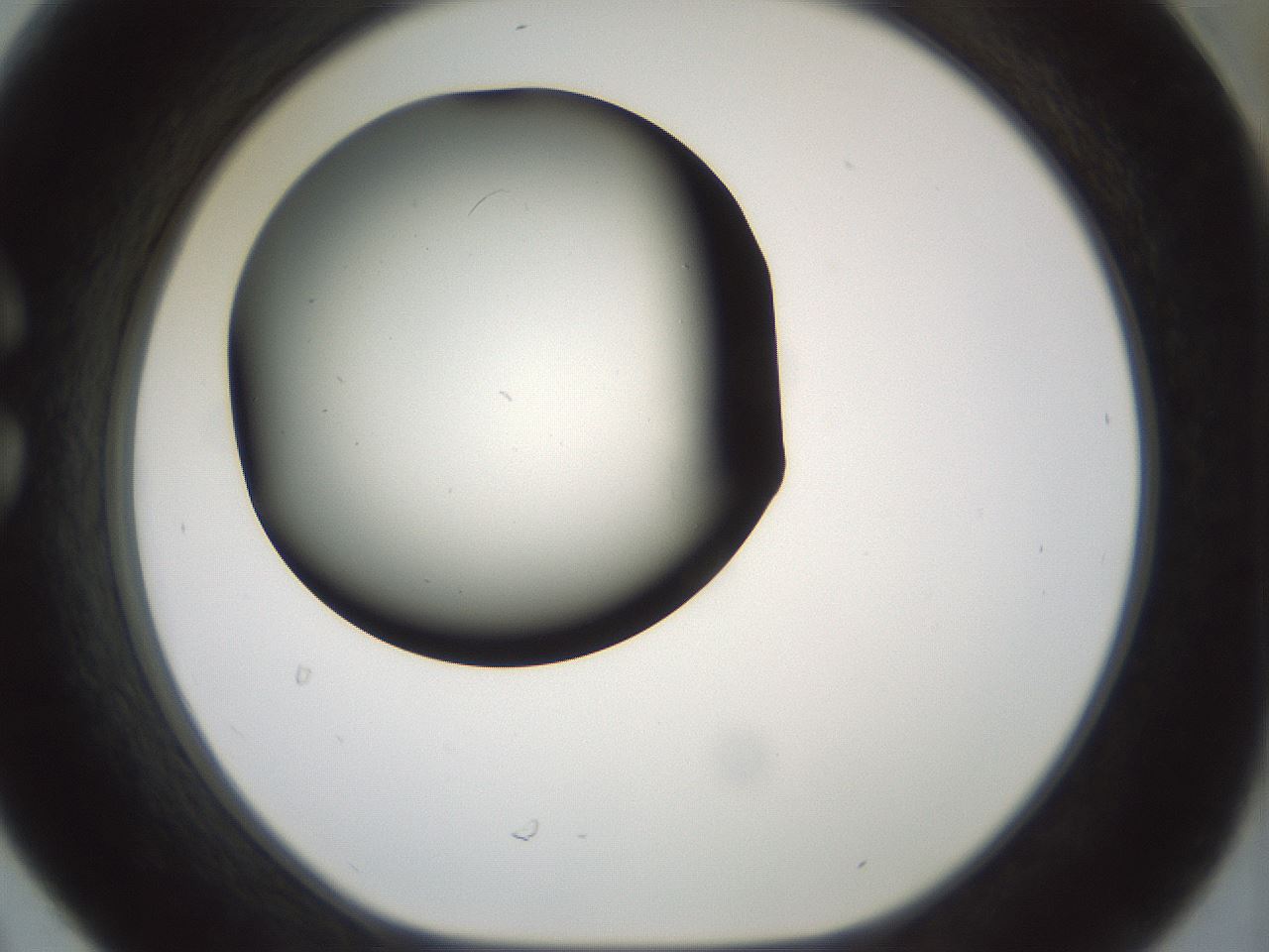 folderID184_plateID1184_batchID3368_wellNum30_profileID1_d1_r65652_ef.jpg